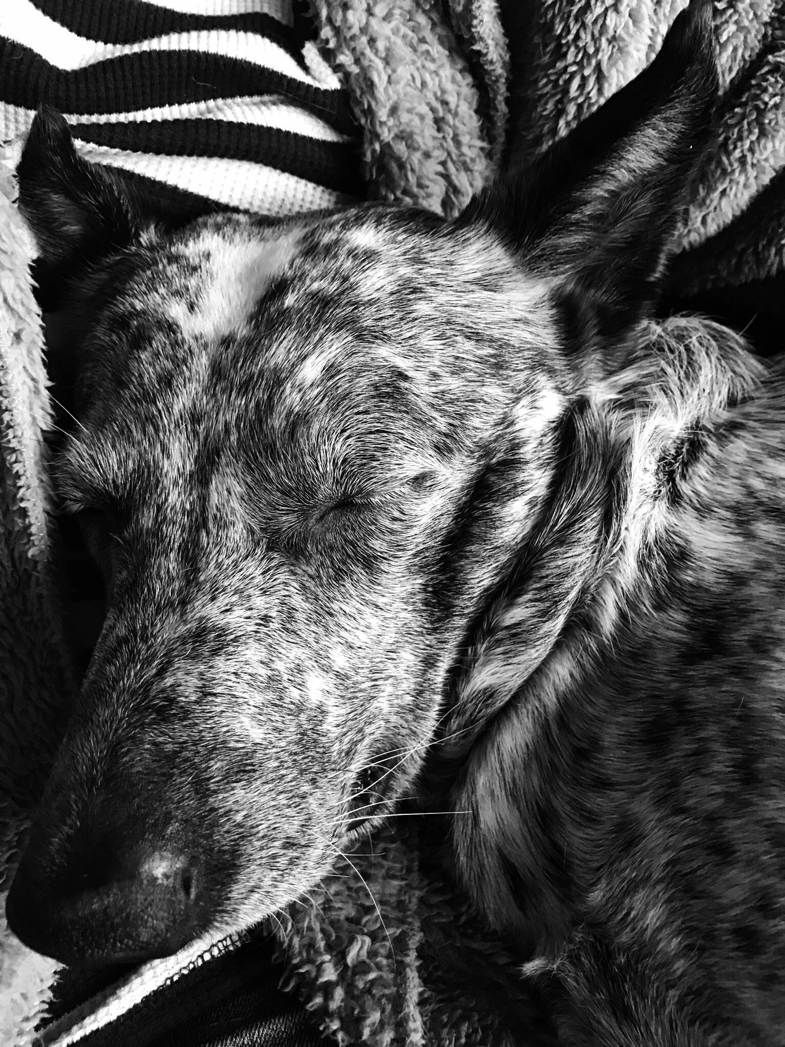 Close-up of a dog with a brindle coat sleeping, nestled in a blanket and resting on a person's lap.