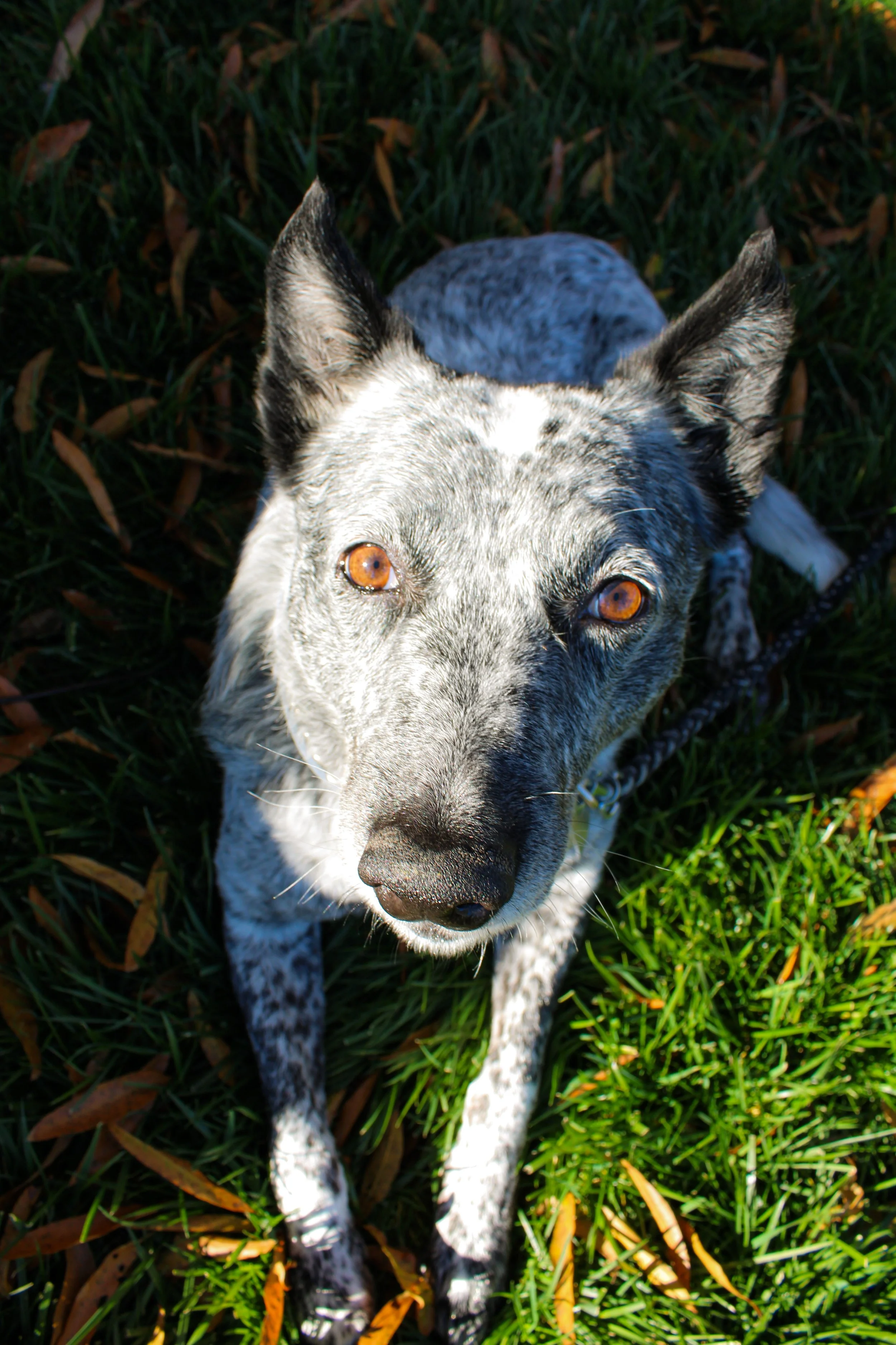 A dog with white and black speckled fur and amber eyes looking up, lying on green grass surrounded by fallen leaves.