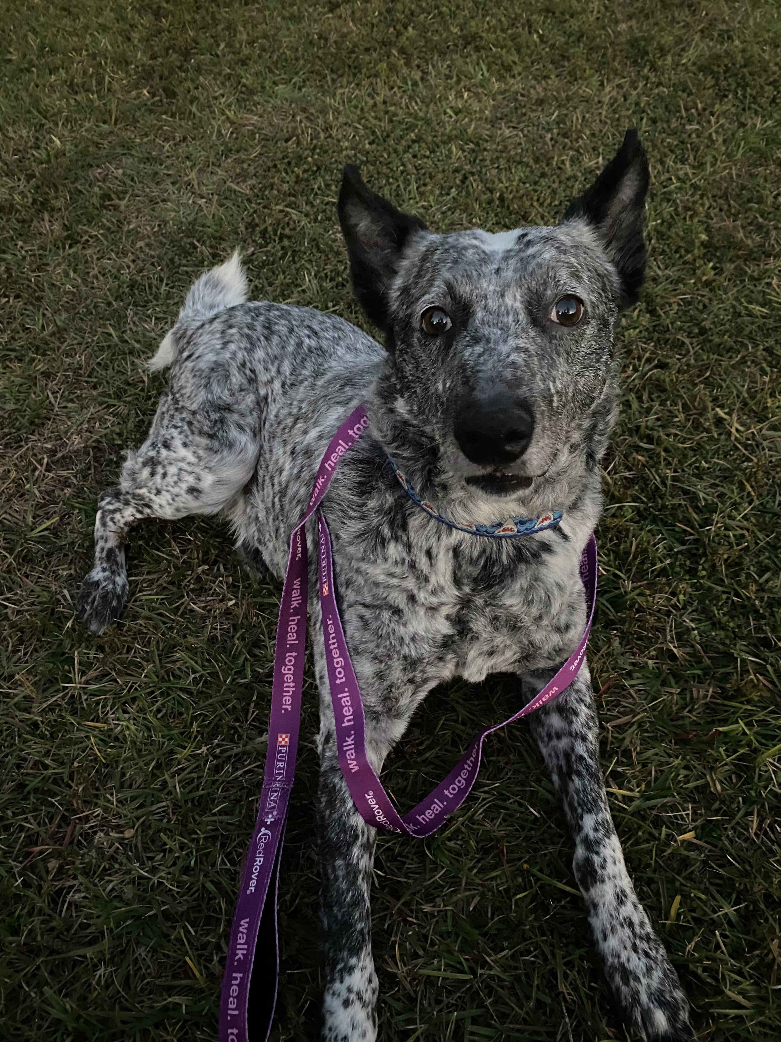 A speckled black and white dog with upright ears and curious eyes sitting on grass, wearing a purple leash with white text.