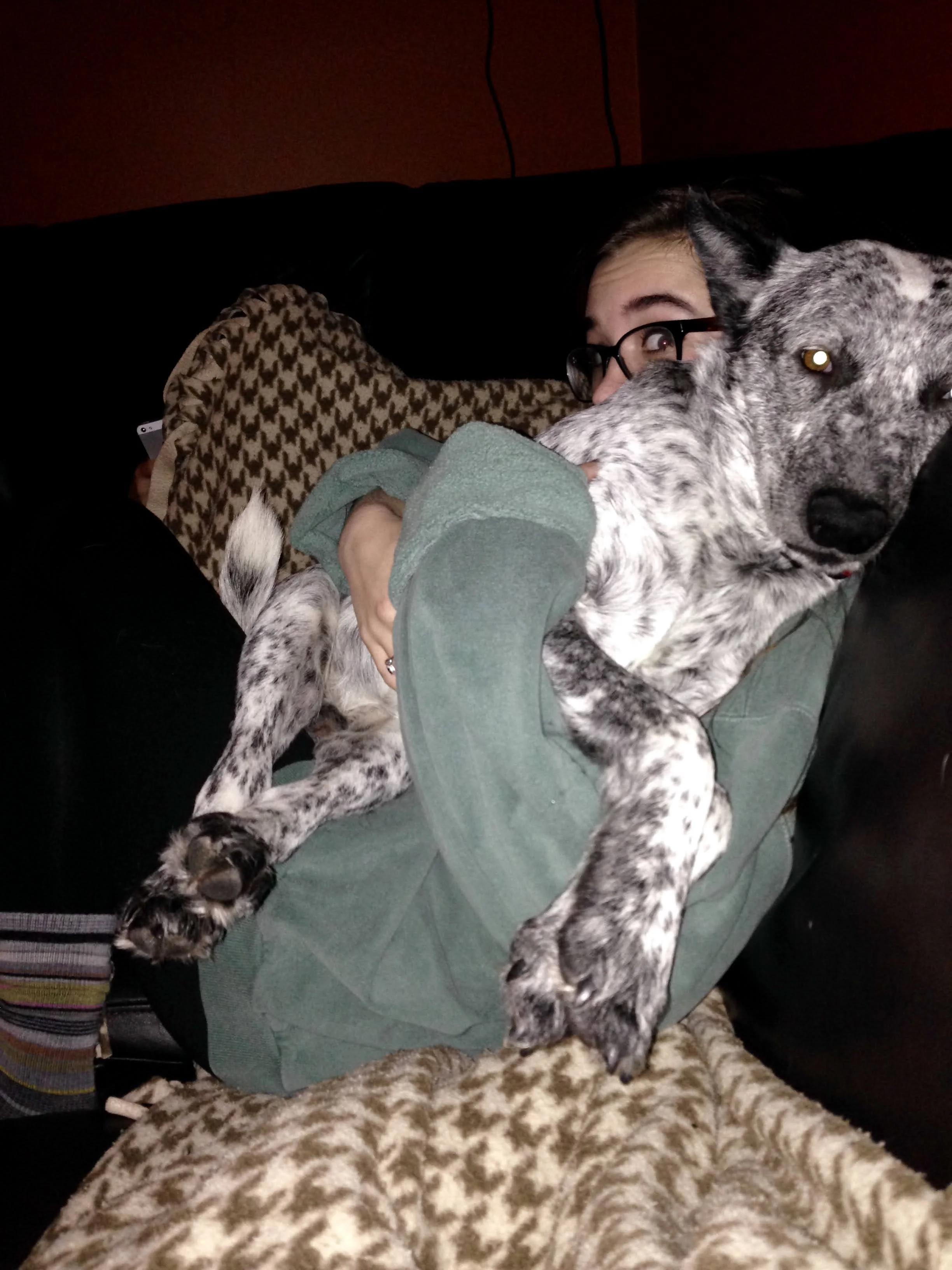 Person lying on a black couch holding a large, black-and-white speckled dog while wearing glasses and a green hoodie. The dog is relaxed and lying on the person's chest with paws hanging over the person's arm. The background includes a houndstooth bl