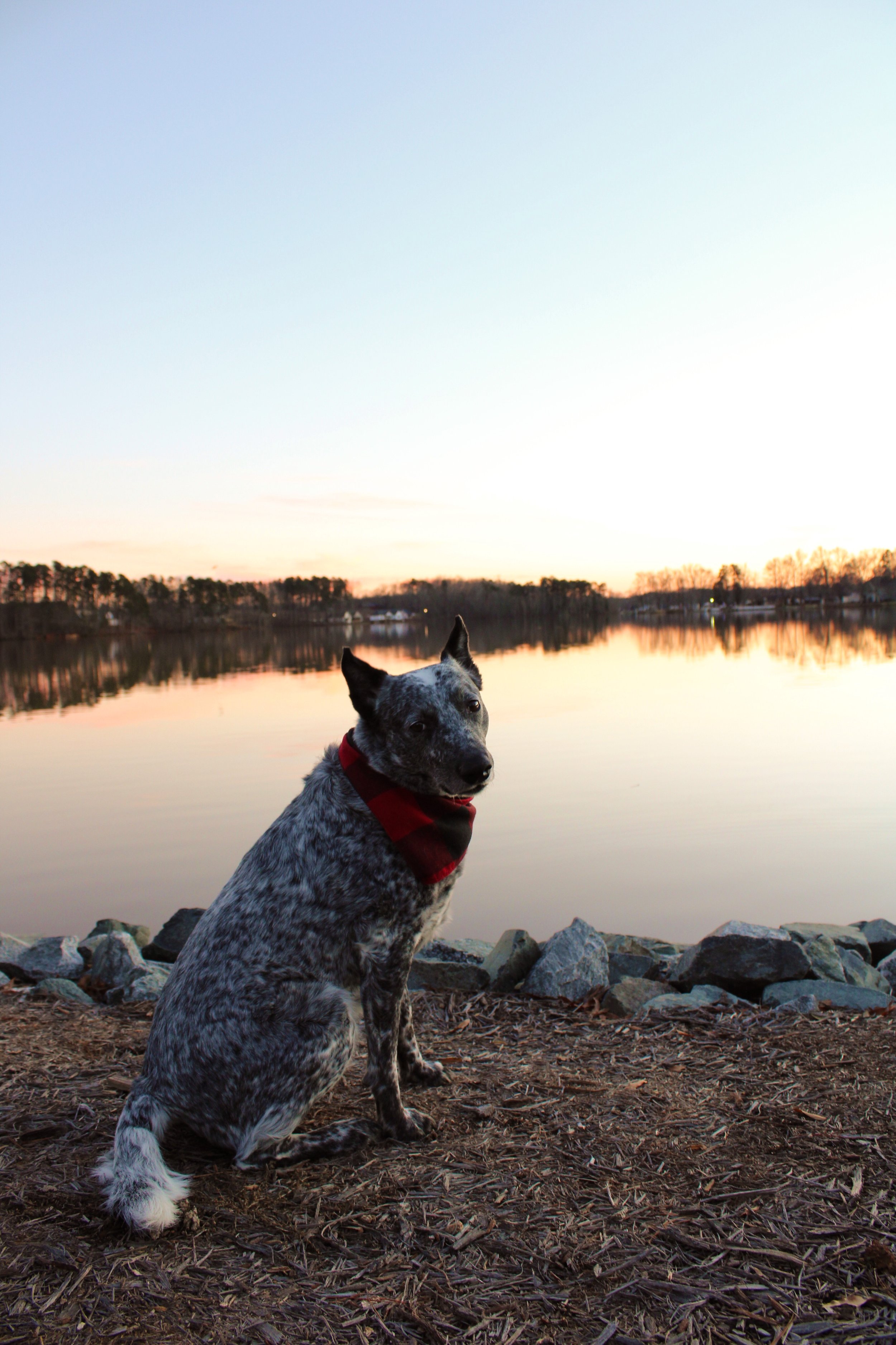 A dog sitting on a rocky shoreline near a body of water during sunset, wearing a red and black bandana.