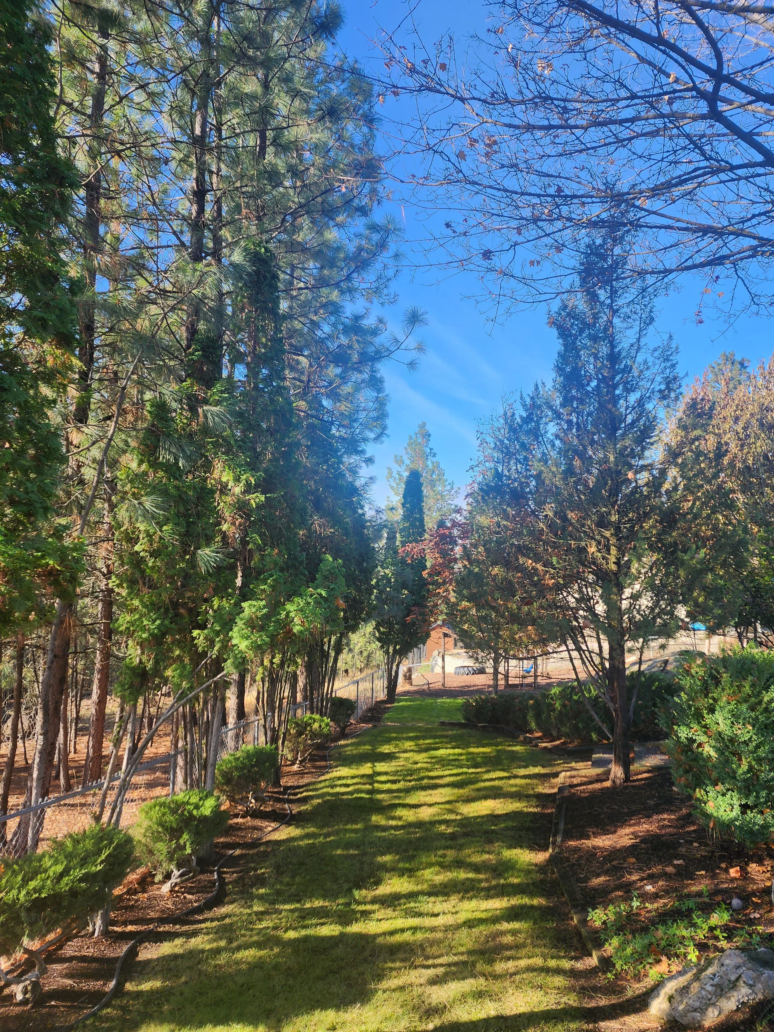 A lush green garden with a grassy path, surrounded by various trees and bushes, under a clear blue sky.