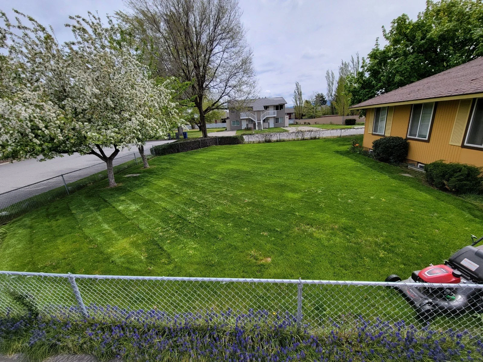 View of a backyard with a well-maintained green lawn, a tree with white blossoms, purple flowers along the fence, a yellow house on the right, a neighboring house in the distance, and a lawn mower in the corner.
