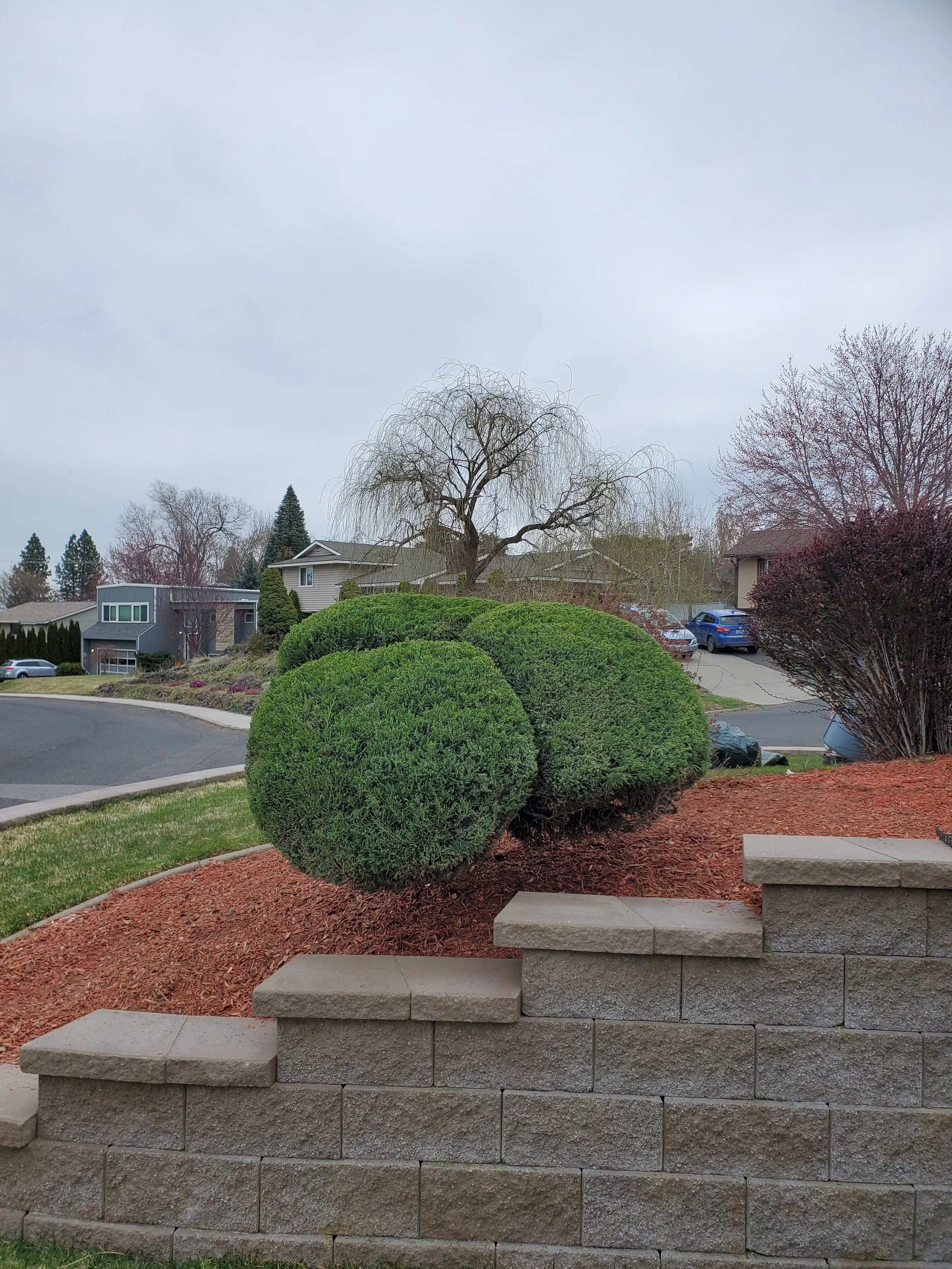 Well-manicured bushes and trees in a residential neighborhood. The bushes are trimmed into rounded shapes, and the trees are leafless, suggesting a late autumn or early spring setting. There are houses and parked cars visible in the background, with 