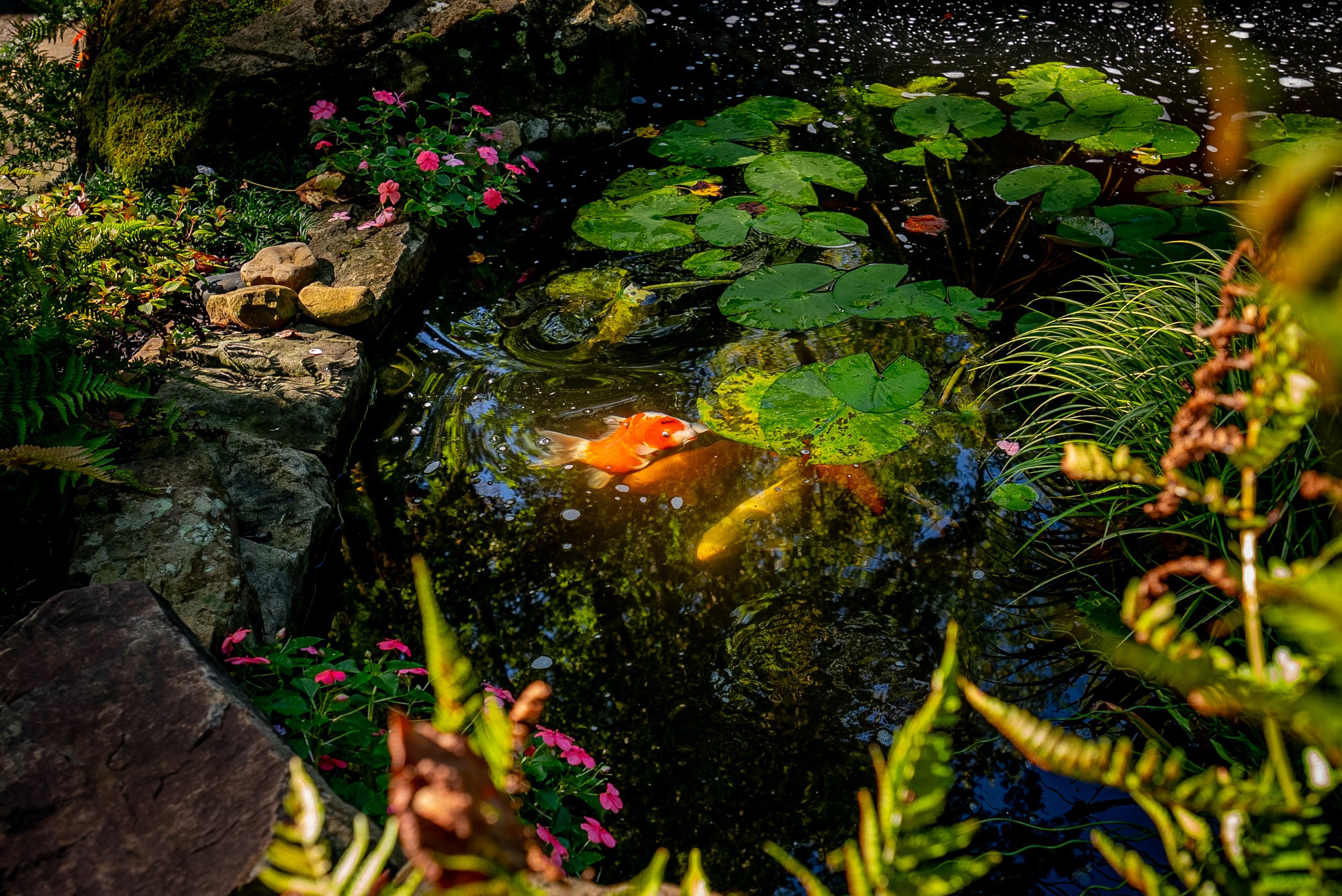A pond with green lily pads, some pink flowers on the rocks, and two colorful koi fish swimming in the water surrounded by plants and rocks.