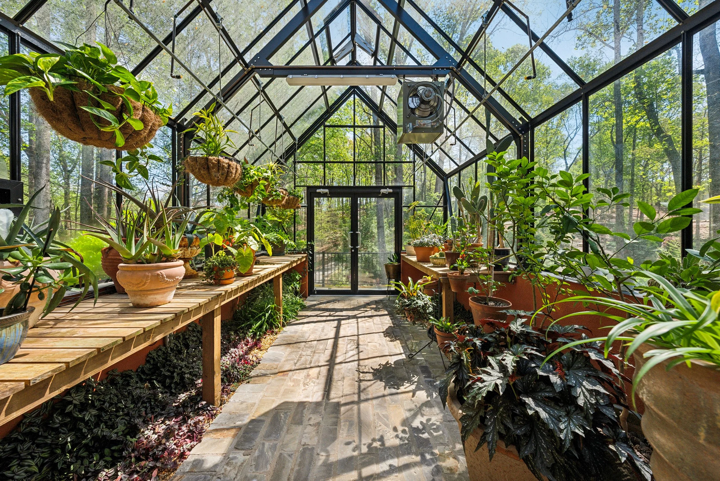 Inside a glass greenhouse with various potted plants on both sides, sunlight streaming through, and trees visible outside.