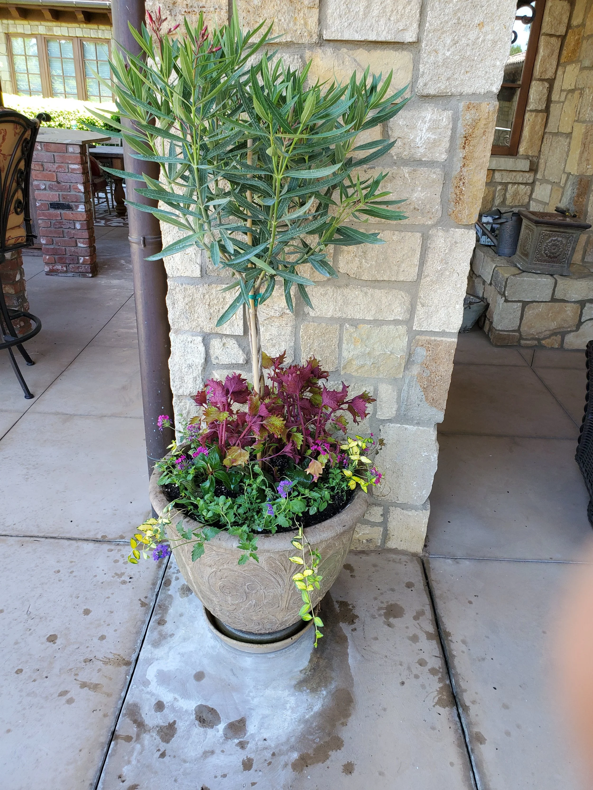 A potted plant with tall, leafy, green foliage and additional colorful flowering plants at the base, placed outdoors on a patio. The background features a stone wall and part of a patio area with furniture.