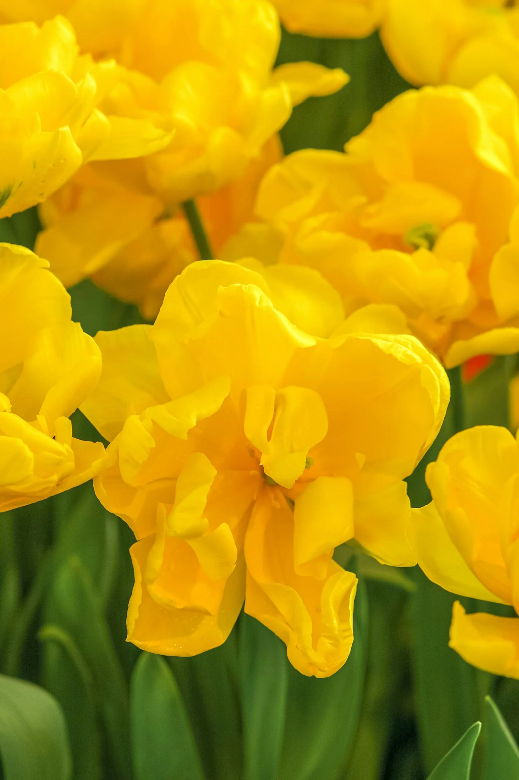Close-up of bright yellow flowers, likely tulips, with green leaves in the background.