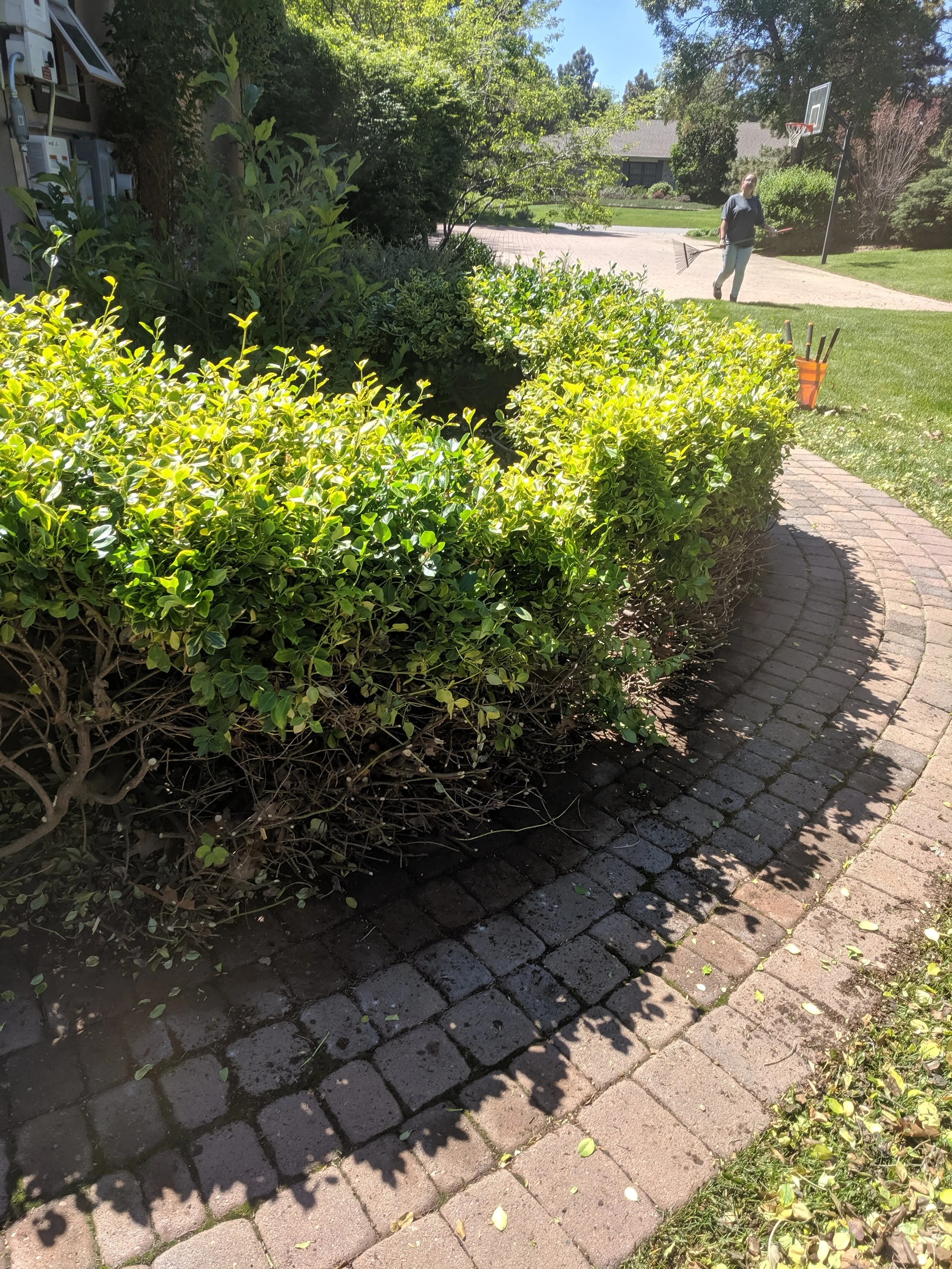 A garden with trimmed bushes along a brick walkway, a grassy yard, and a person raking leaves in the background near a basketball hoop.
