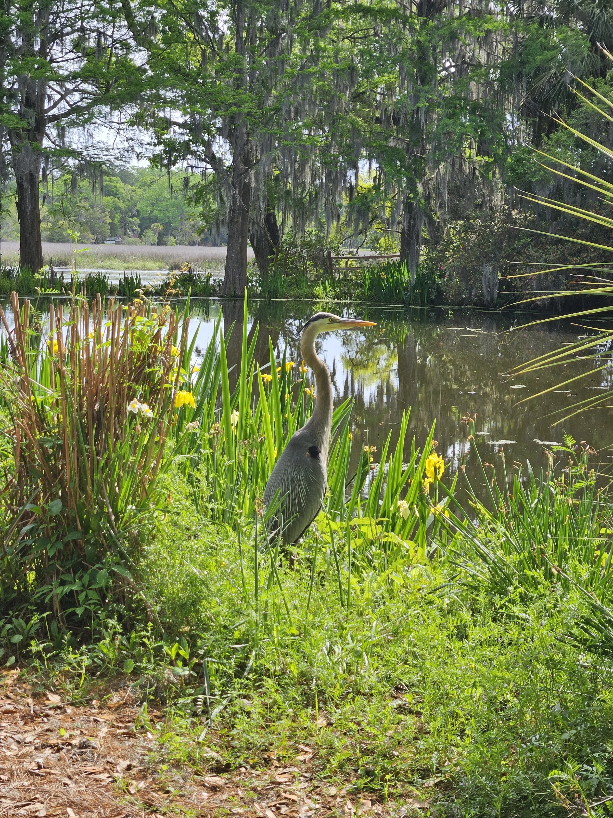 A heron standing amidst greenery by a pond in a lush, swampy landscape with trees and hanging moss.