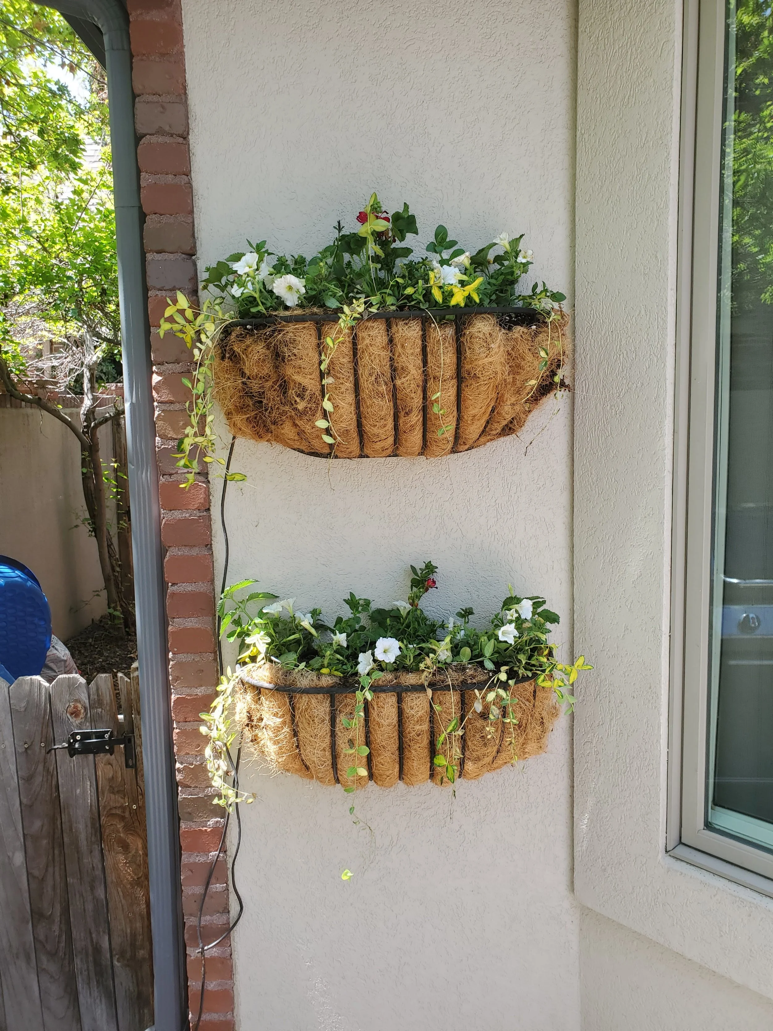 Two hanging planters with green plants and white flowers mounted on a wall outside near a window, with a corner of a brick wall and a wooden fence nearby.