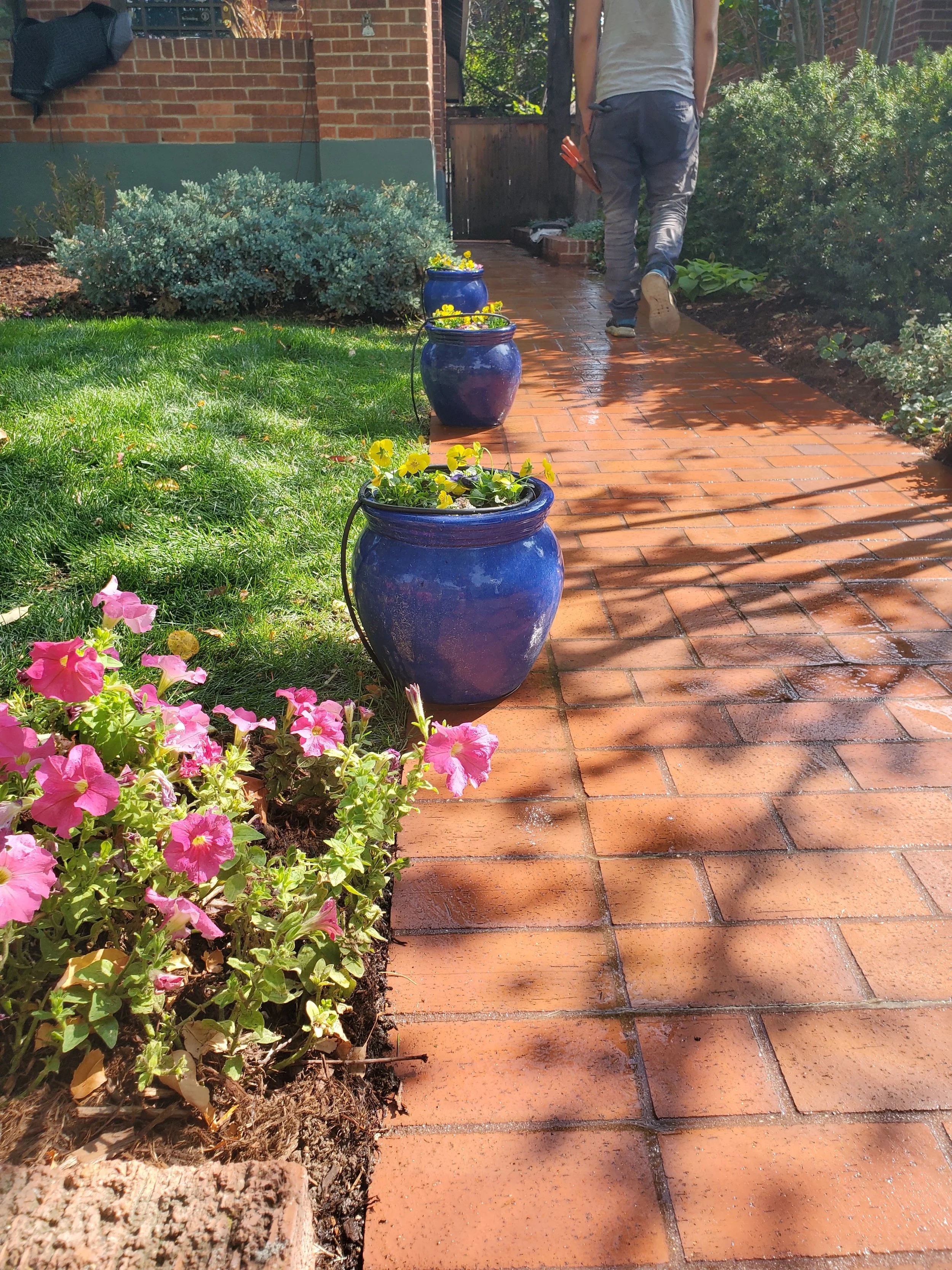 A brick walkway in a garden with pink flowers on the left and blue flower pots with yellow flowers lined along the path. A person is walking away in the background, carrying tools, next to lush greenery and a brick house.