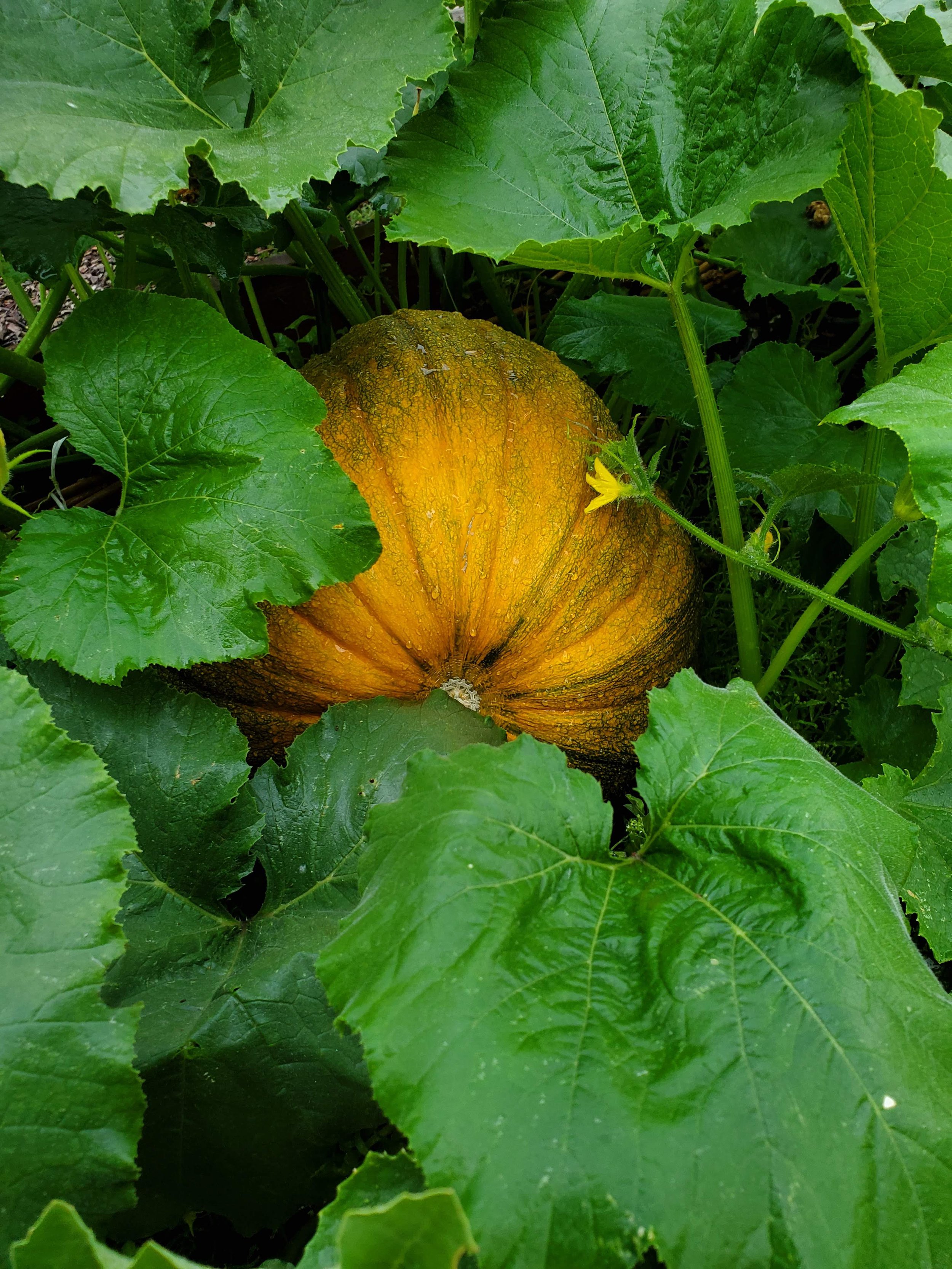 Homegrown pumpkin grown in our organic garden, reflecting our connection to food and nature