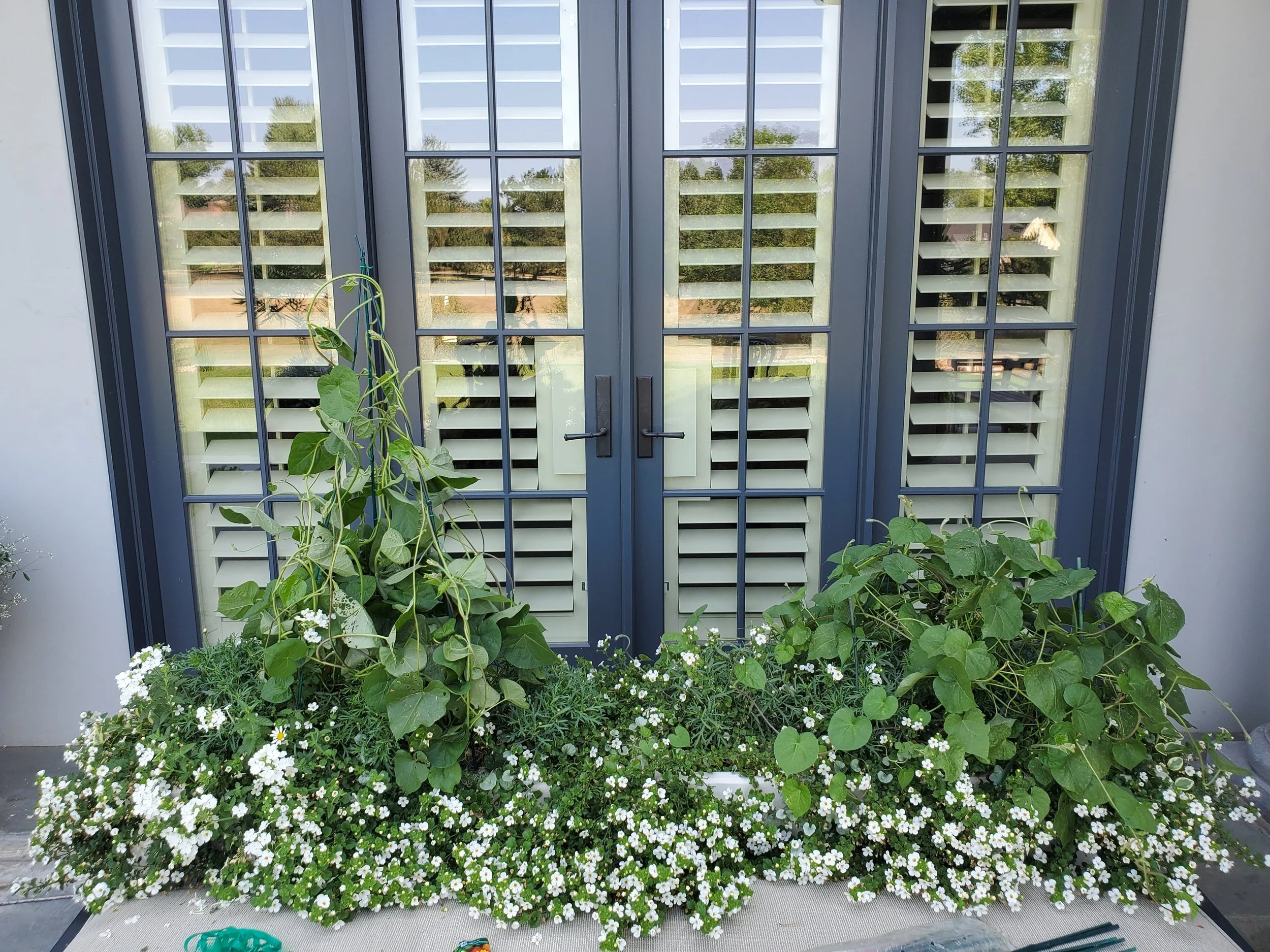 A window with blue shutters and a garden bed filled with green leafy plants and small white flowers in front of it.