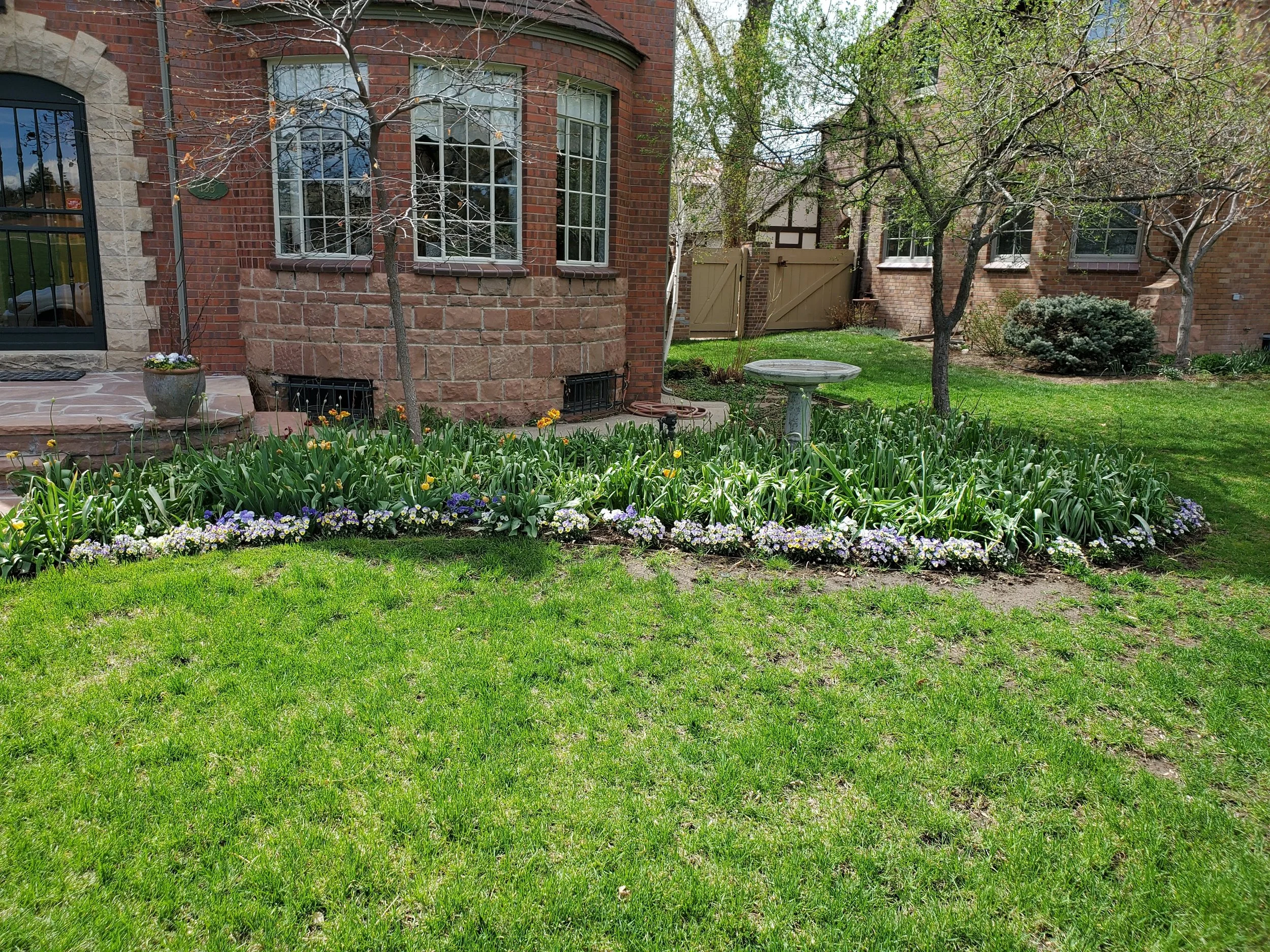 A lush green lawn with a flower bed filled with tulips and primroses in front of a red brick house with large windows. A birdbath stands among the flowers, and there are small trees with budding leaves.