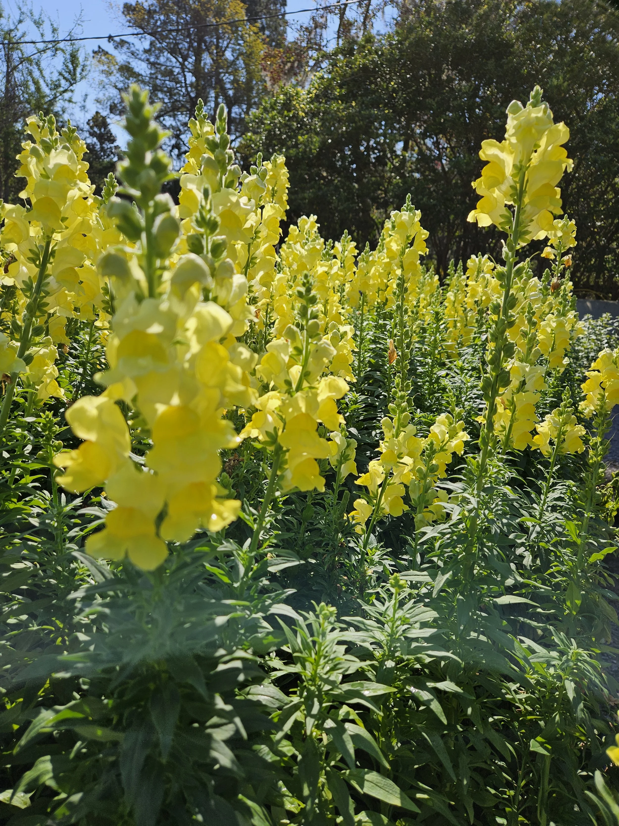 Close-up of tall yellow flowering plants in a garden with trees and a blue sky in the background.