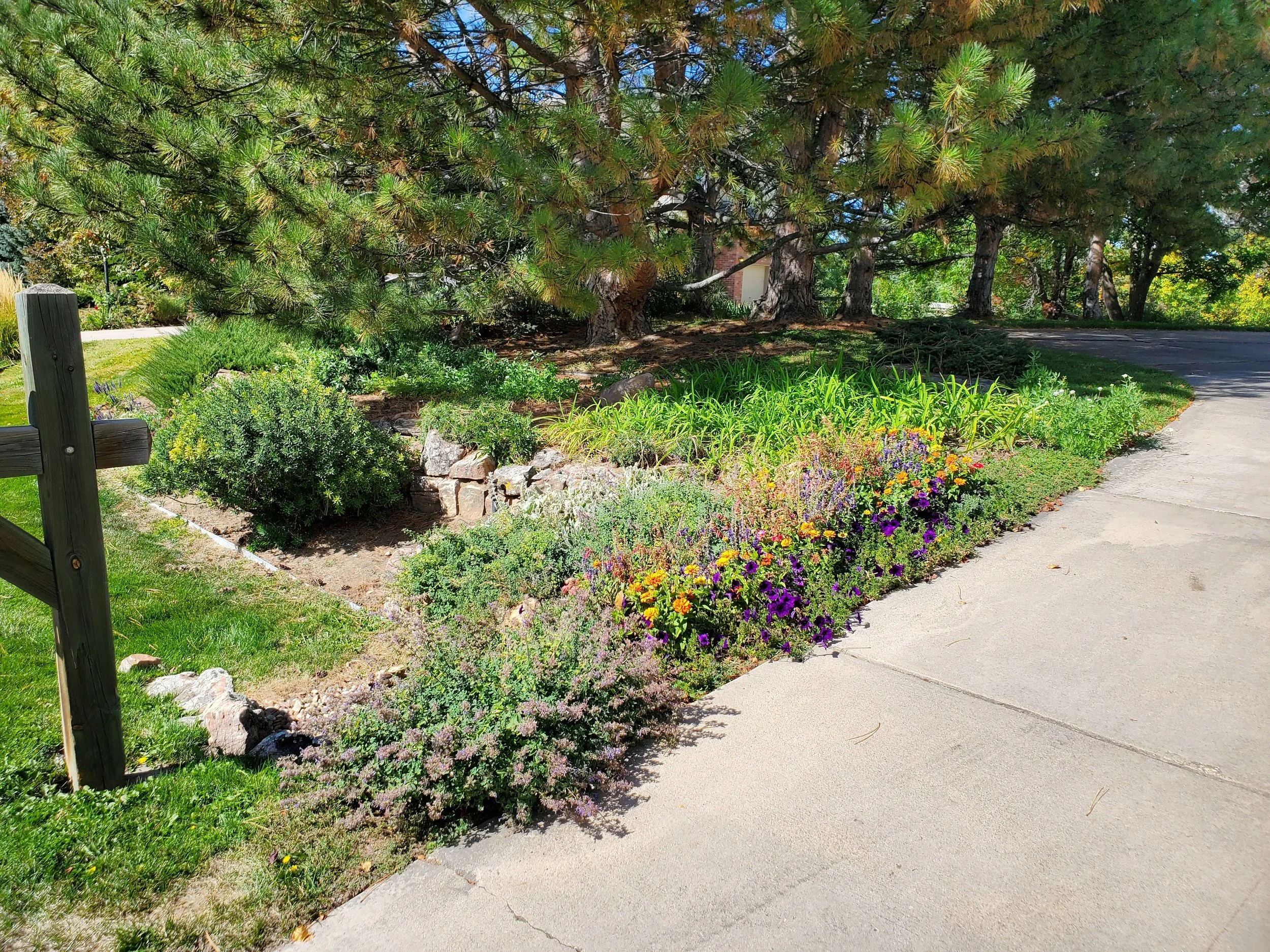 A landscaped garden with colorful flowers, green plants, and large pine trees next to a concrete sidewalk and a wooden fence on a sunny day.