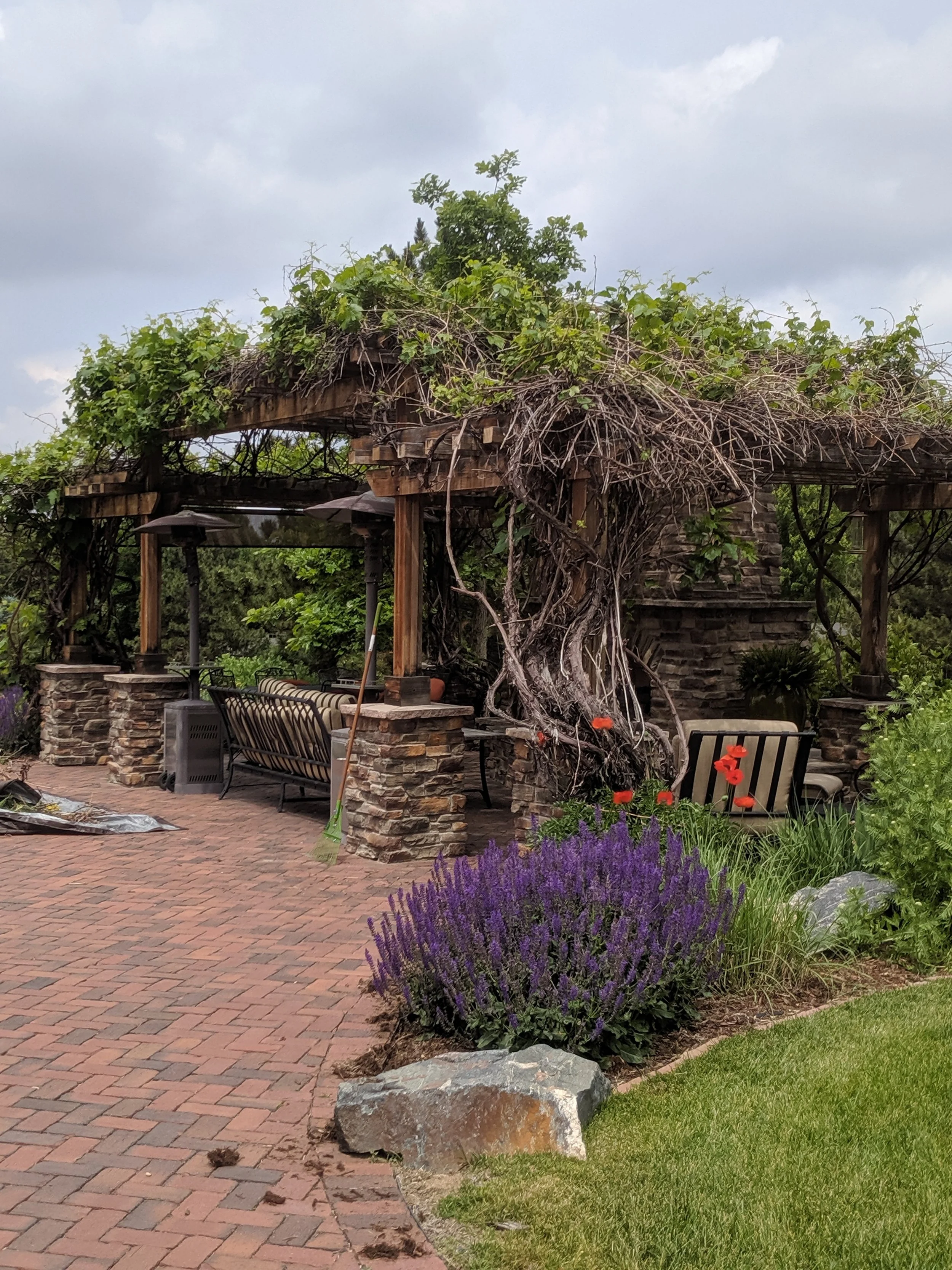 A garden patio with a pergola covered in tangled vine and greenery, surrounded by purple lavender, orange poppies, rocks, and green grass.