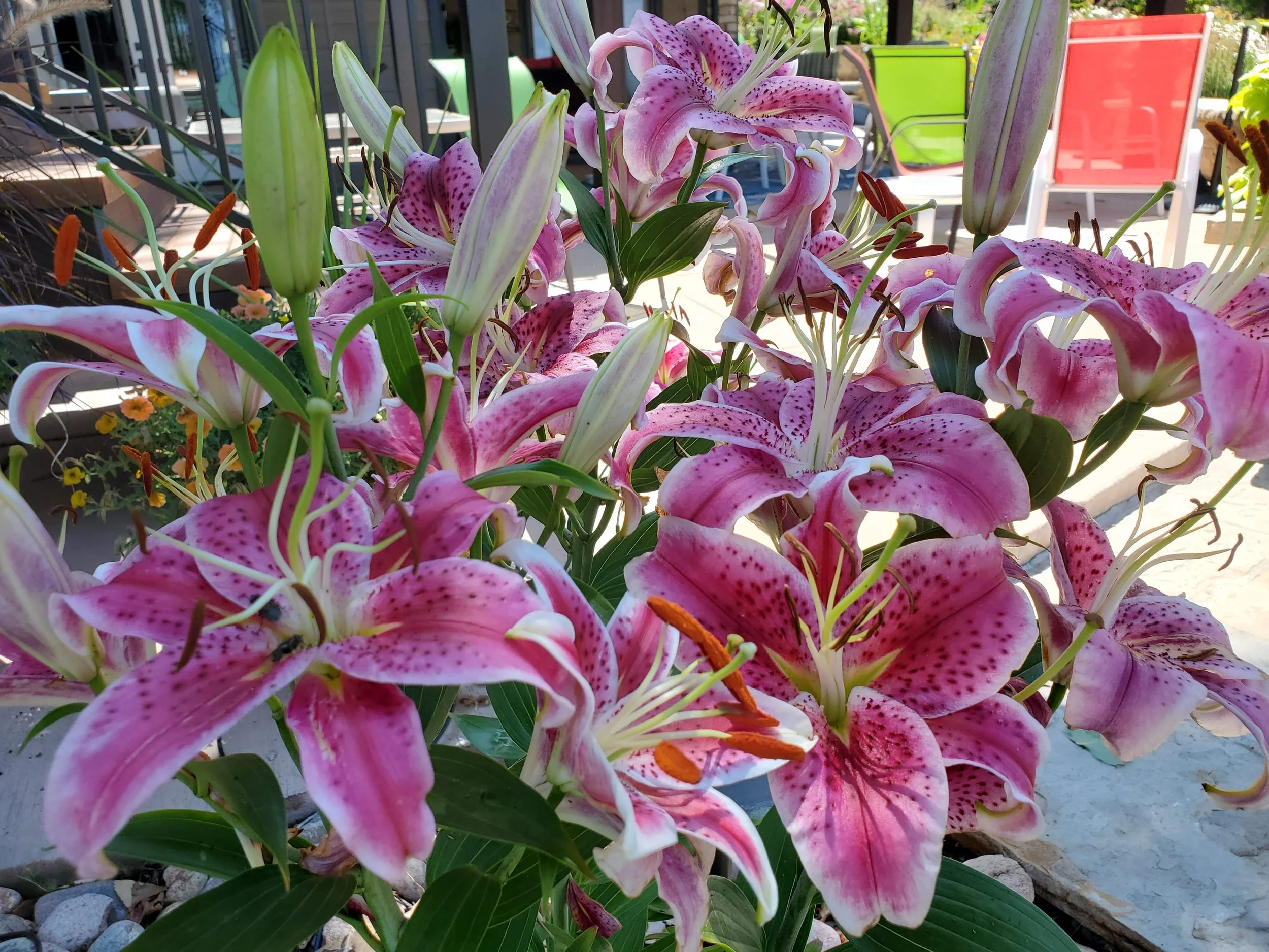 Cluster of pink and white lilies with dark pink spots and orange stamens, some buds unopened, on a balcony with colorful chairs and plants in the background.