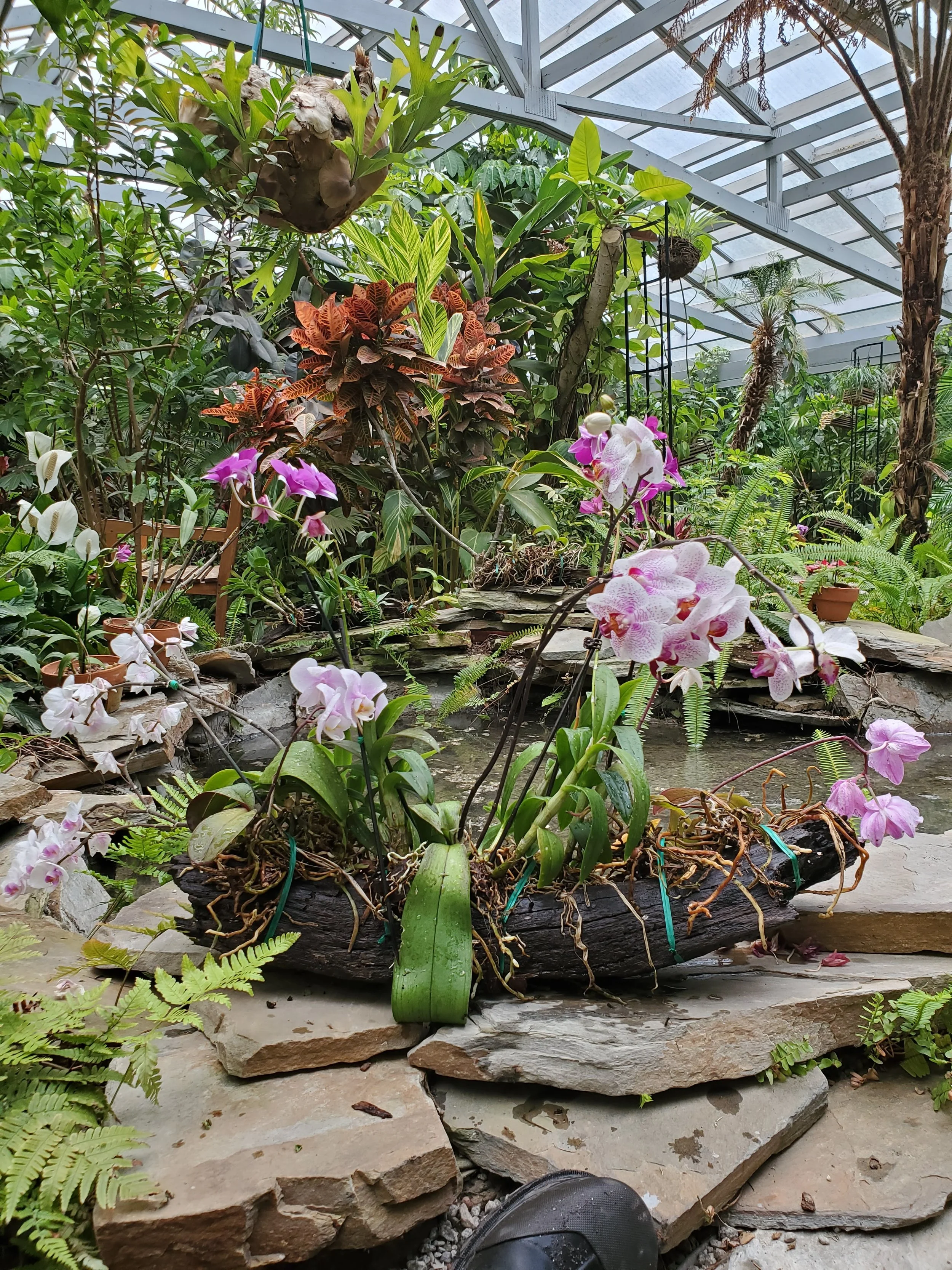 A greenhouse with various tropical plants and orchids, featuring a wooden planter with pink and white orchids in the foreground, surrounded by stone and ferns.