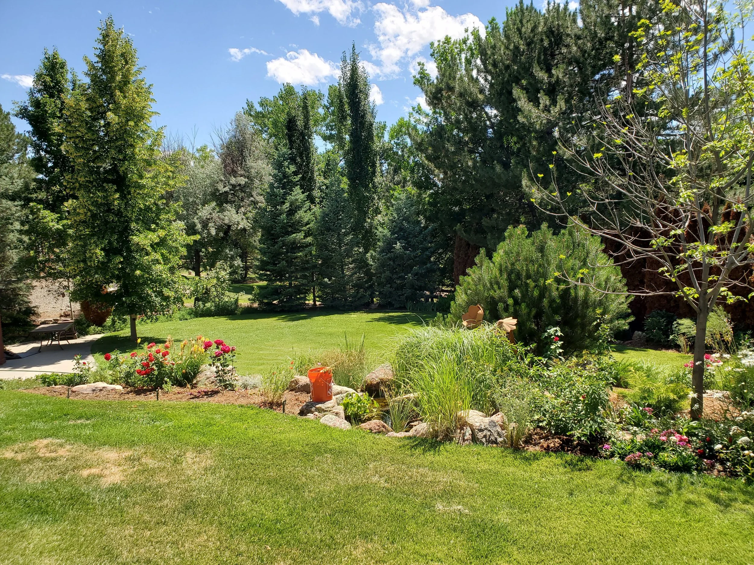 Lush green backyard garden with various trees, shrubs, and flowering plants, under a blue sky with scattered clouds.