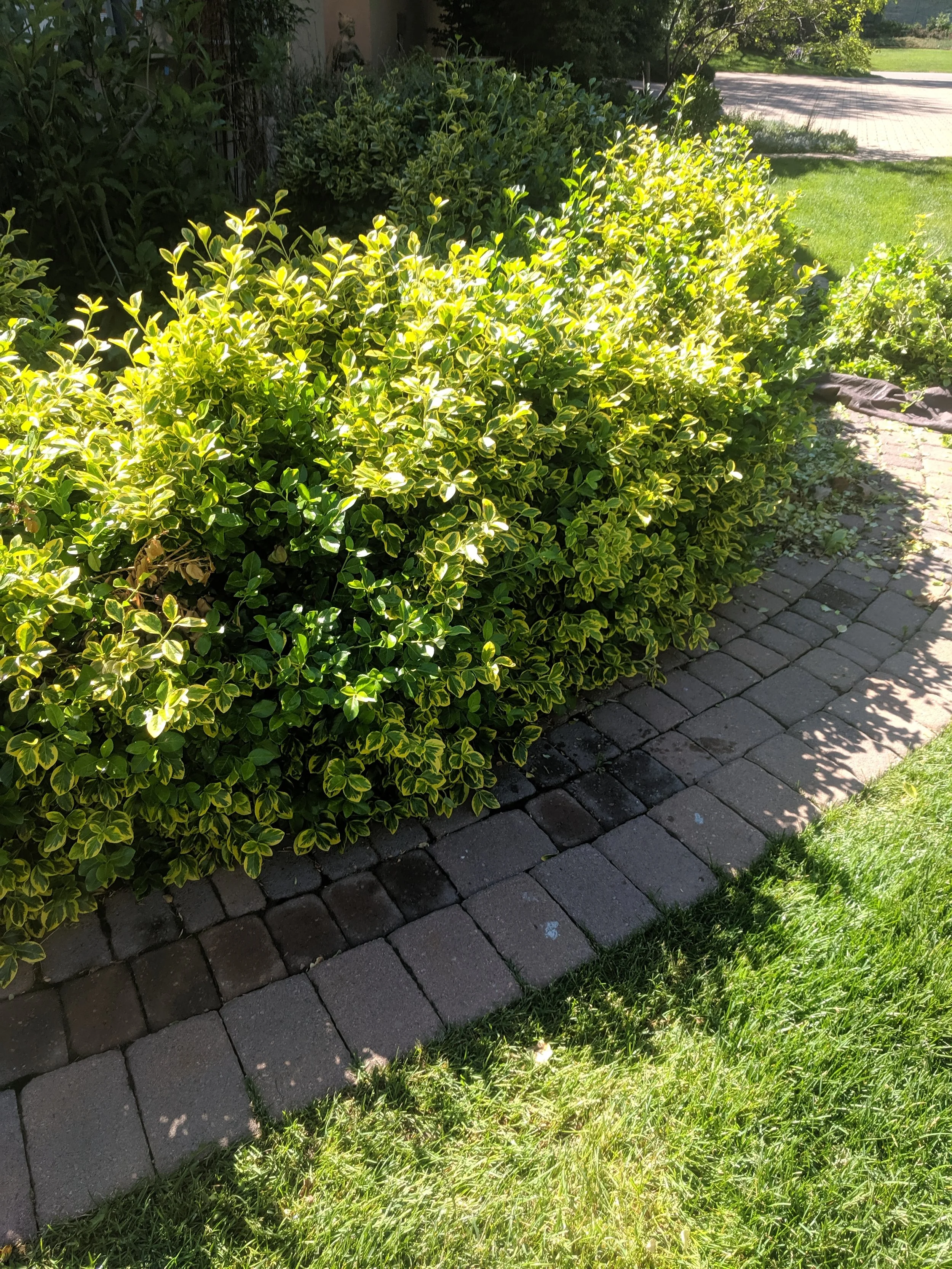 A garden bed with green variegated bushes lined with dark paving stones, adjacent to a grassy lawn on a sunny day.