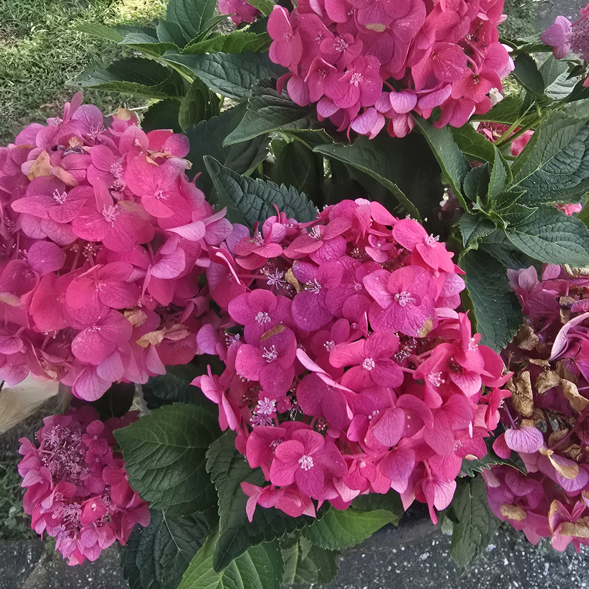 Pink hydrangea flowers with green leaves.