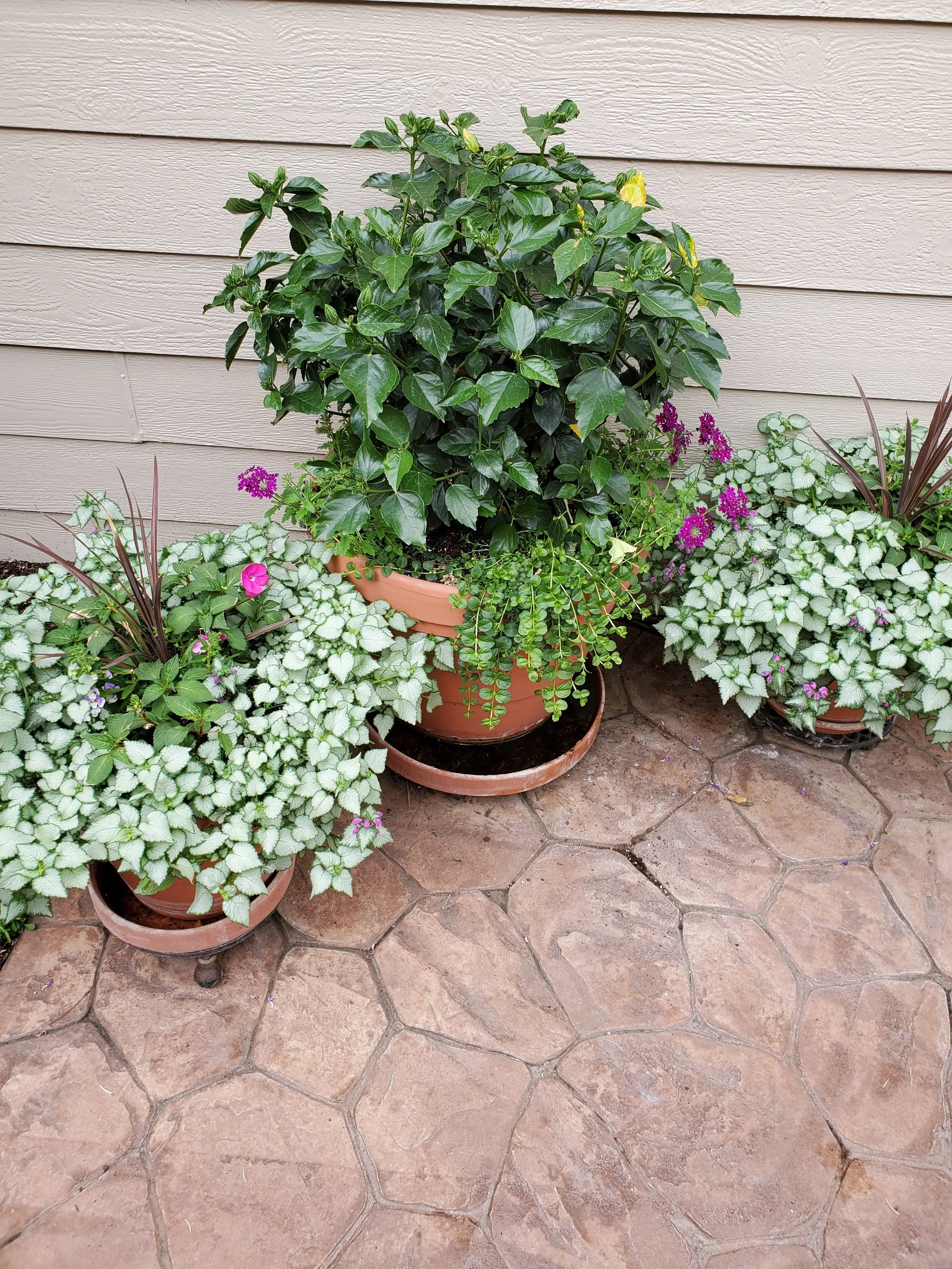 Potted plants on a tiled patio, including a large leafy green plant in the center and smaller plants with white and purple flowers surrounding it.