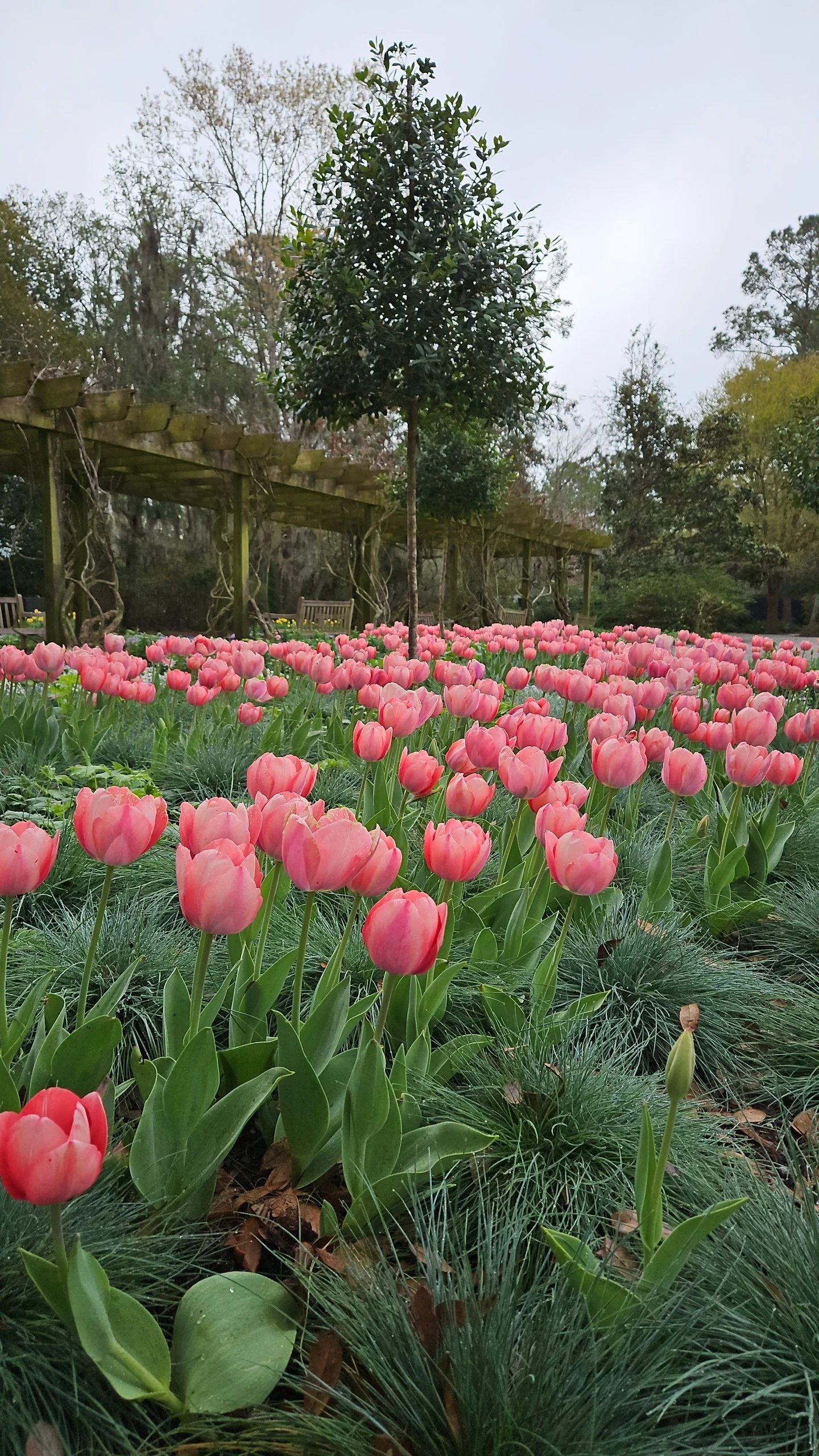 Pink tulips in a garden with trees and a wooden pergola in the background.