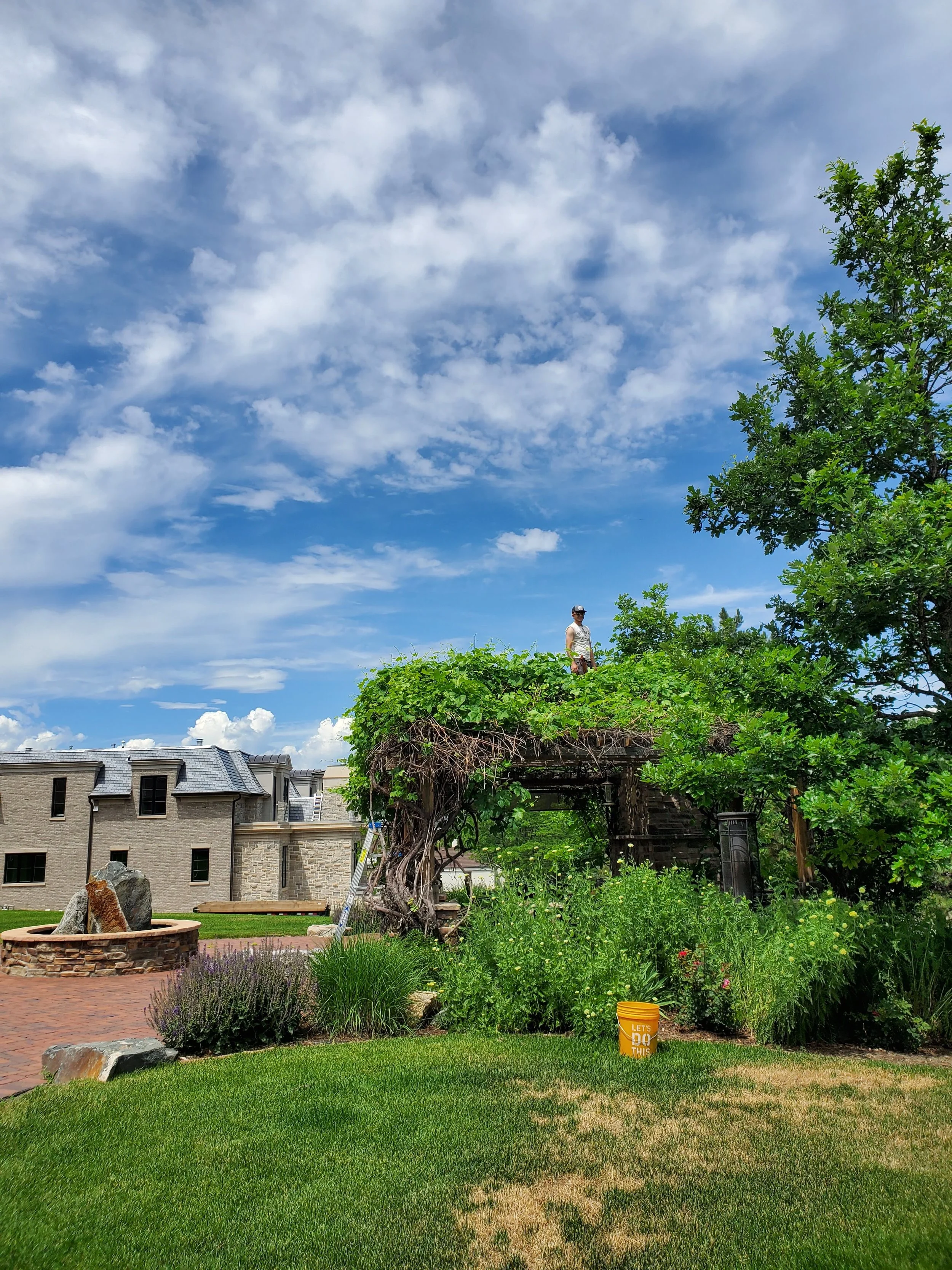 A person standing on top of a lush, green garden structure covered with vines and foliage, with a clear blue sky and scattered clouds above. There are landscaped areas with grass, a brick pathway, and a yellow bucket in the garden.