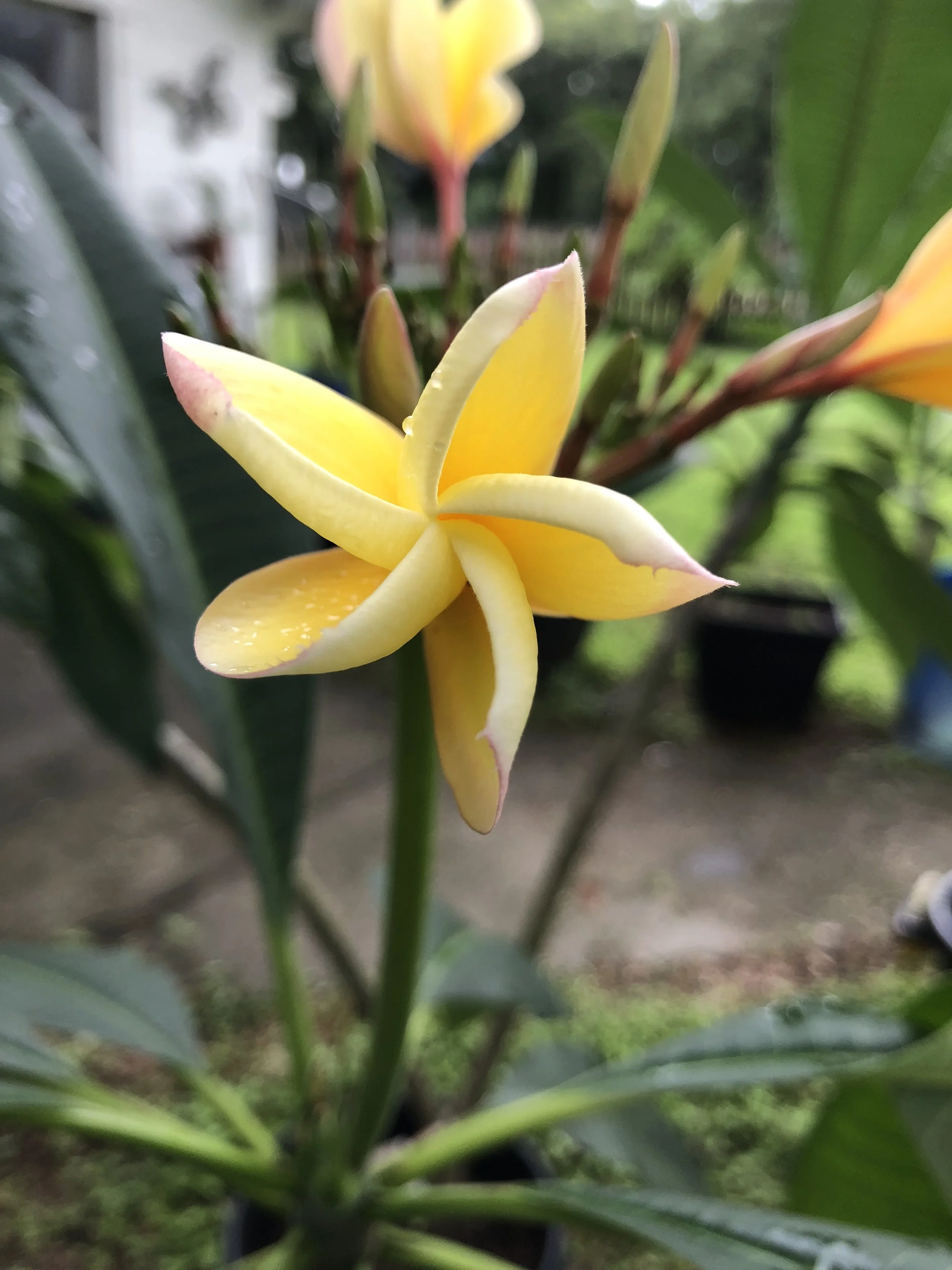 Bring the Islands Home: Plumeria 