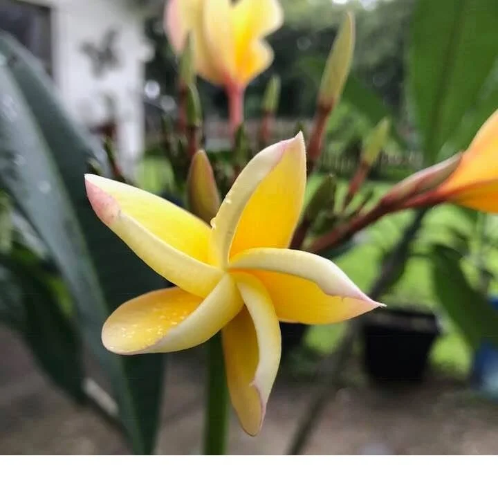 Bring the Islands Home: Plumeria 