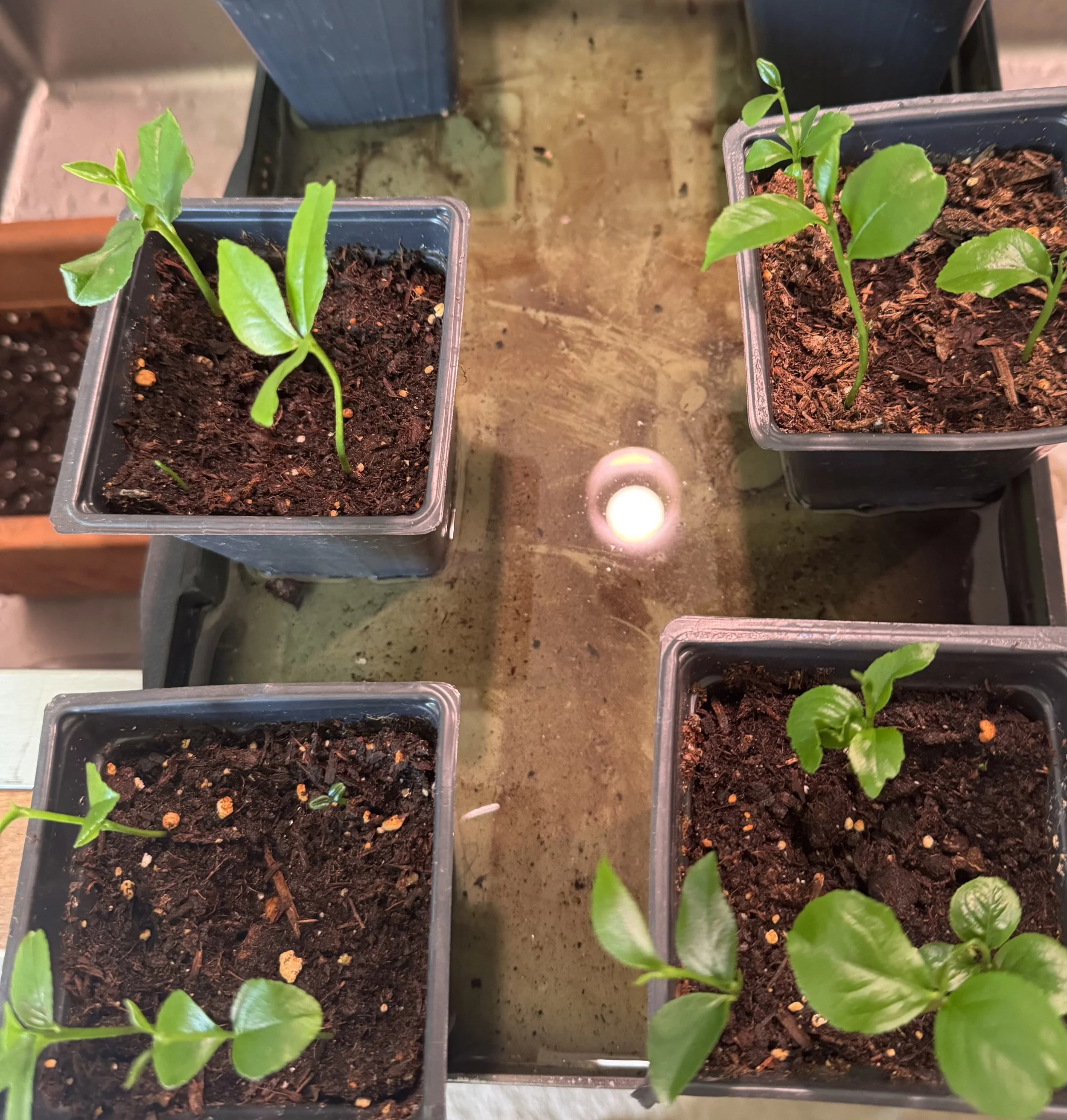 March 1st, the beginning of SPRING!