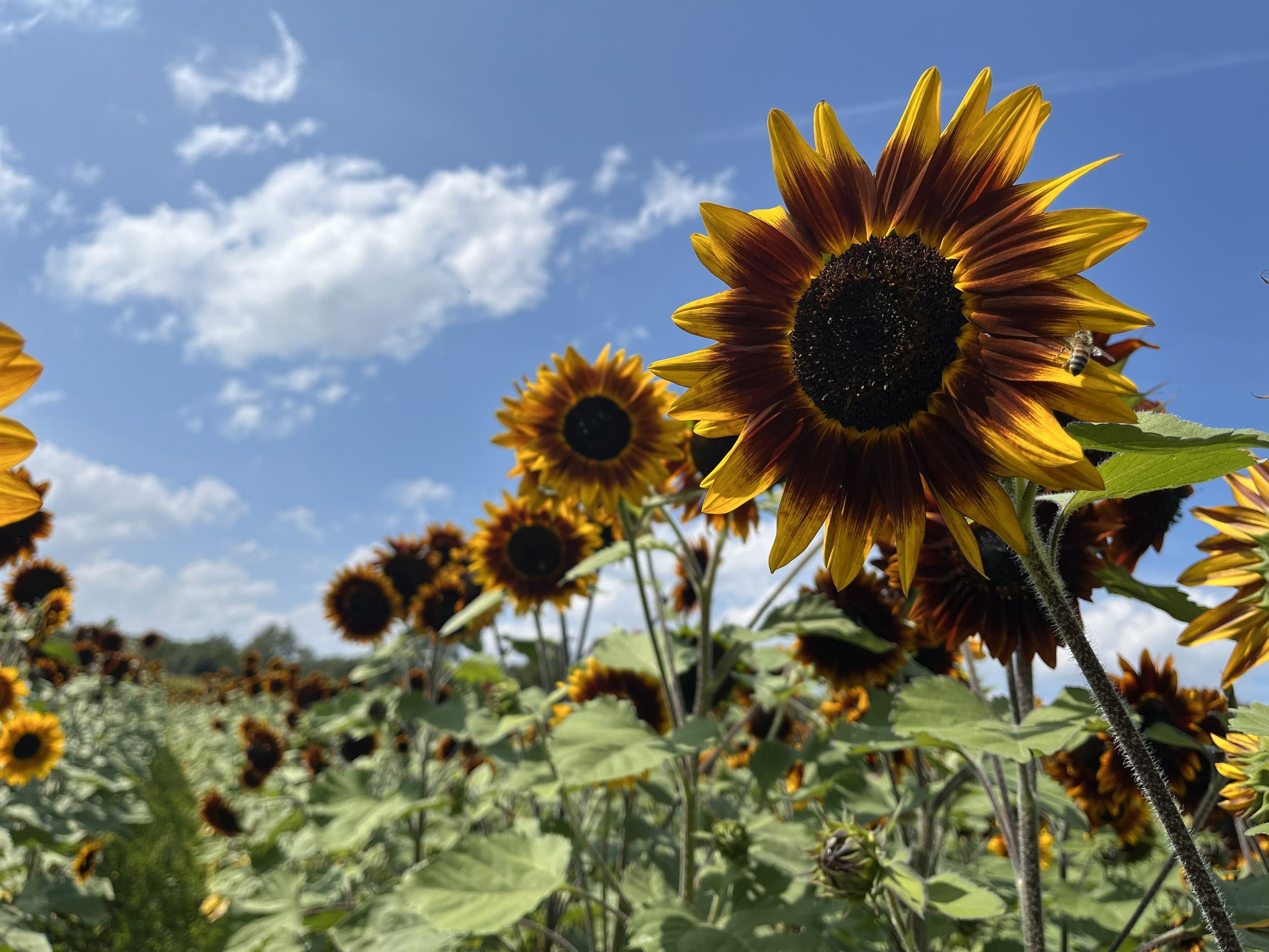 Field of blooming sunflowers against a blue sky with scattered clouds, with a bee on a sunflower.