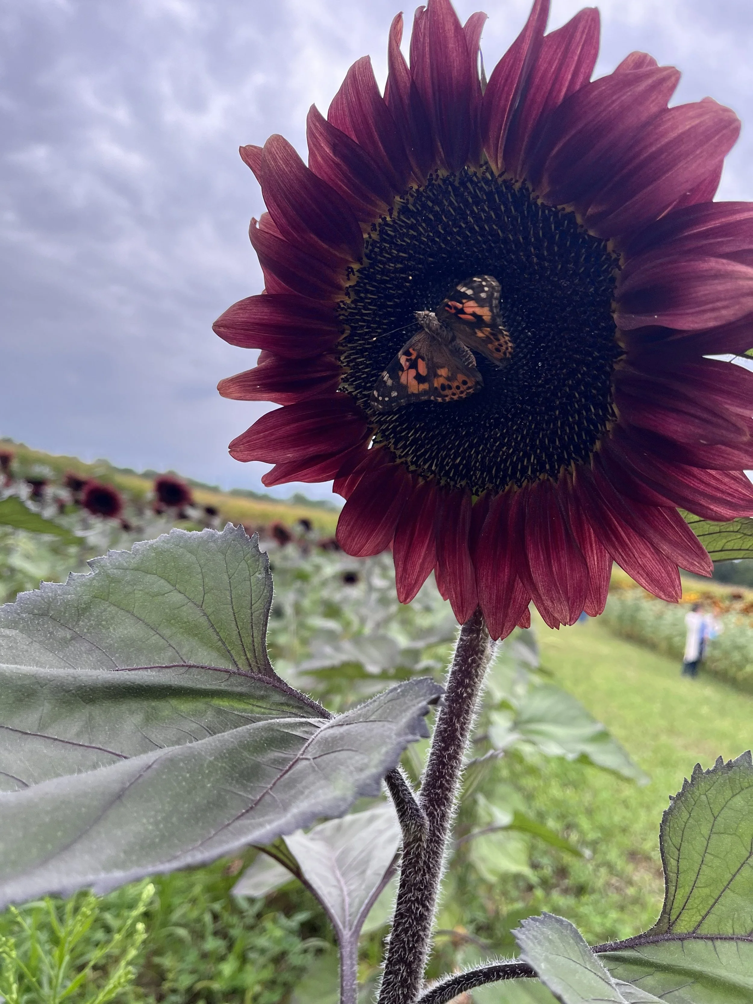 Blooms, Butterflies, and Breakfast