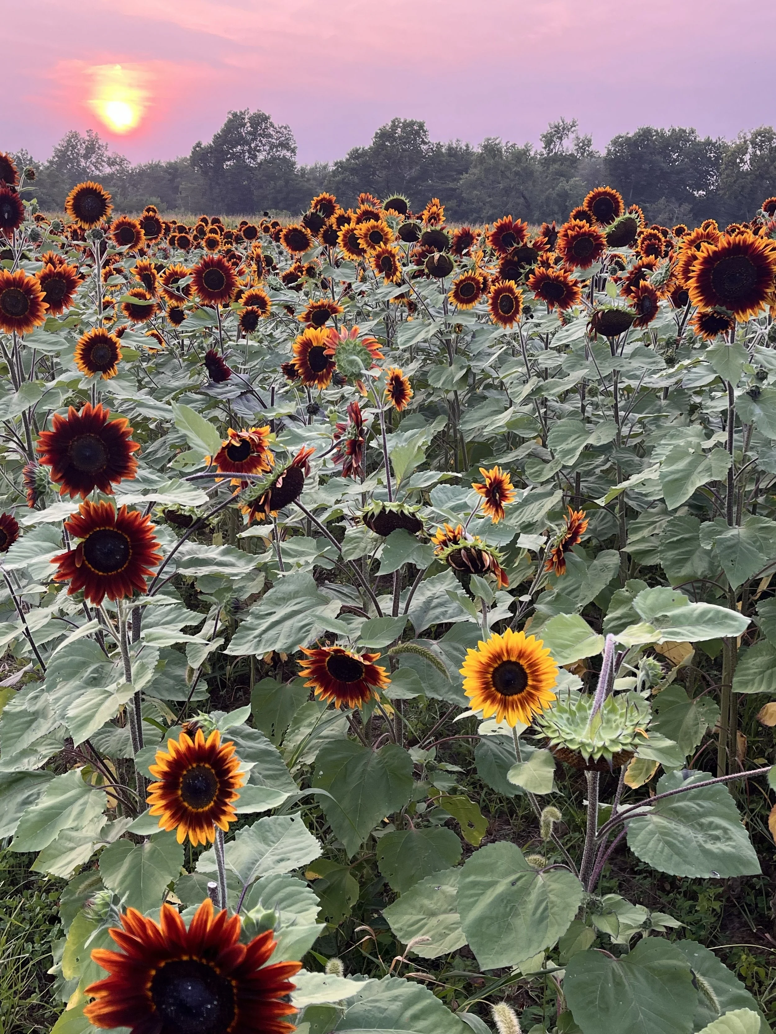 Sunset Sunflowers