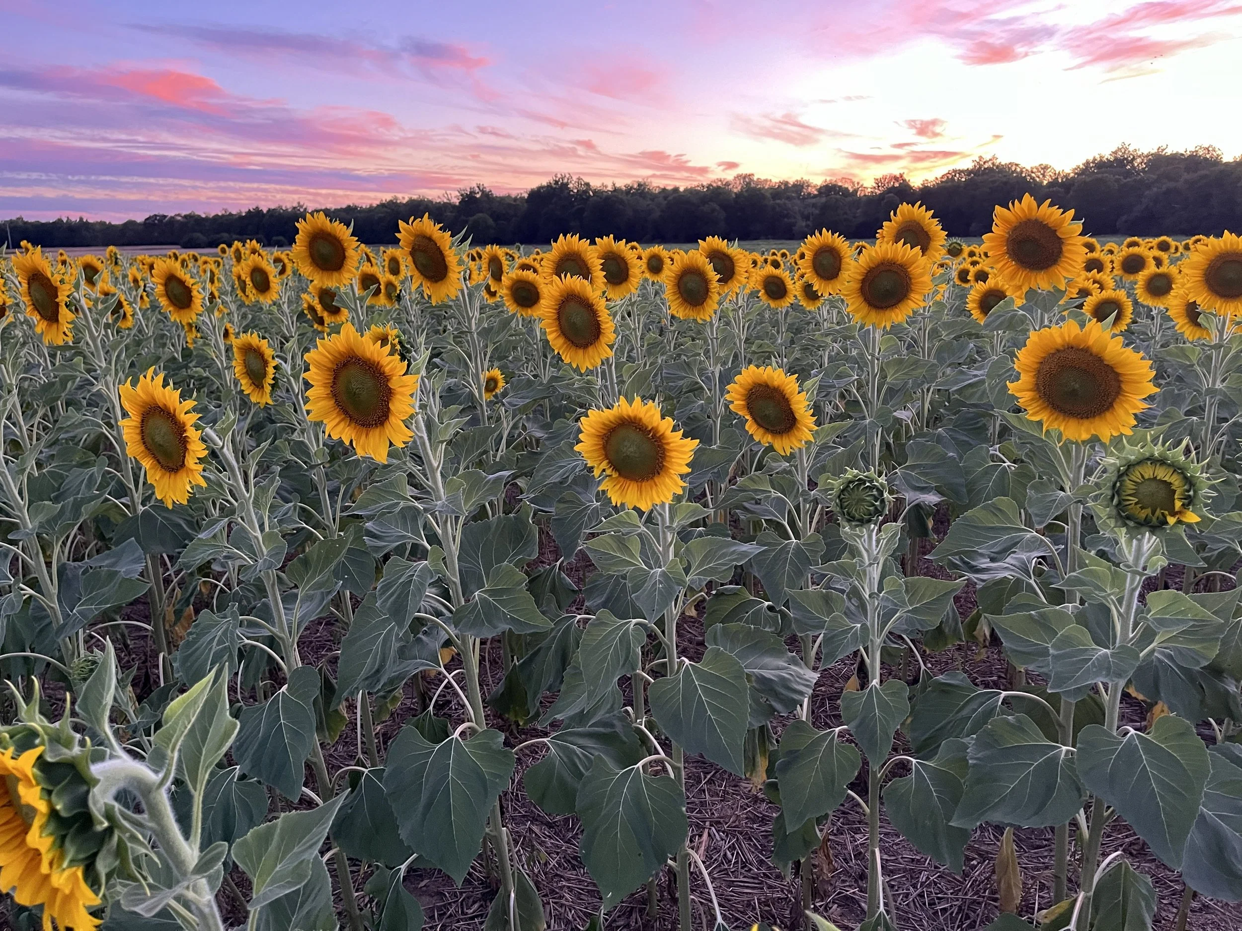 Sunset Sunflowers