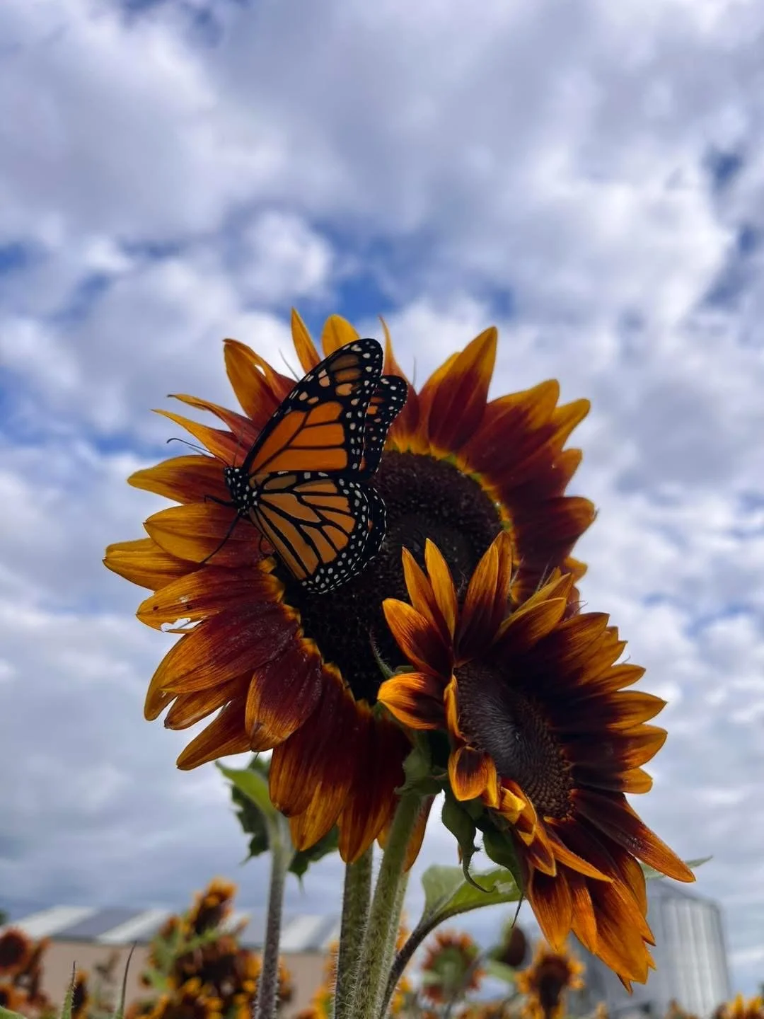A butterfly perched on a sunflower with a cloudy sky background.