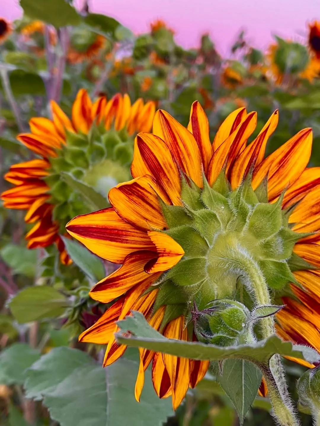 Close-up of a sunflower with orange and red petals, green leaves, and a green, fuzzy stem, with other sunflowers blurred in the background.