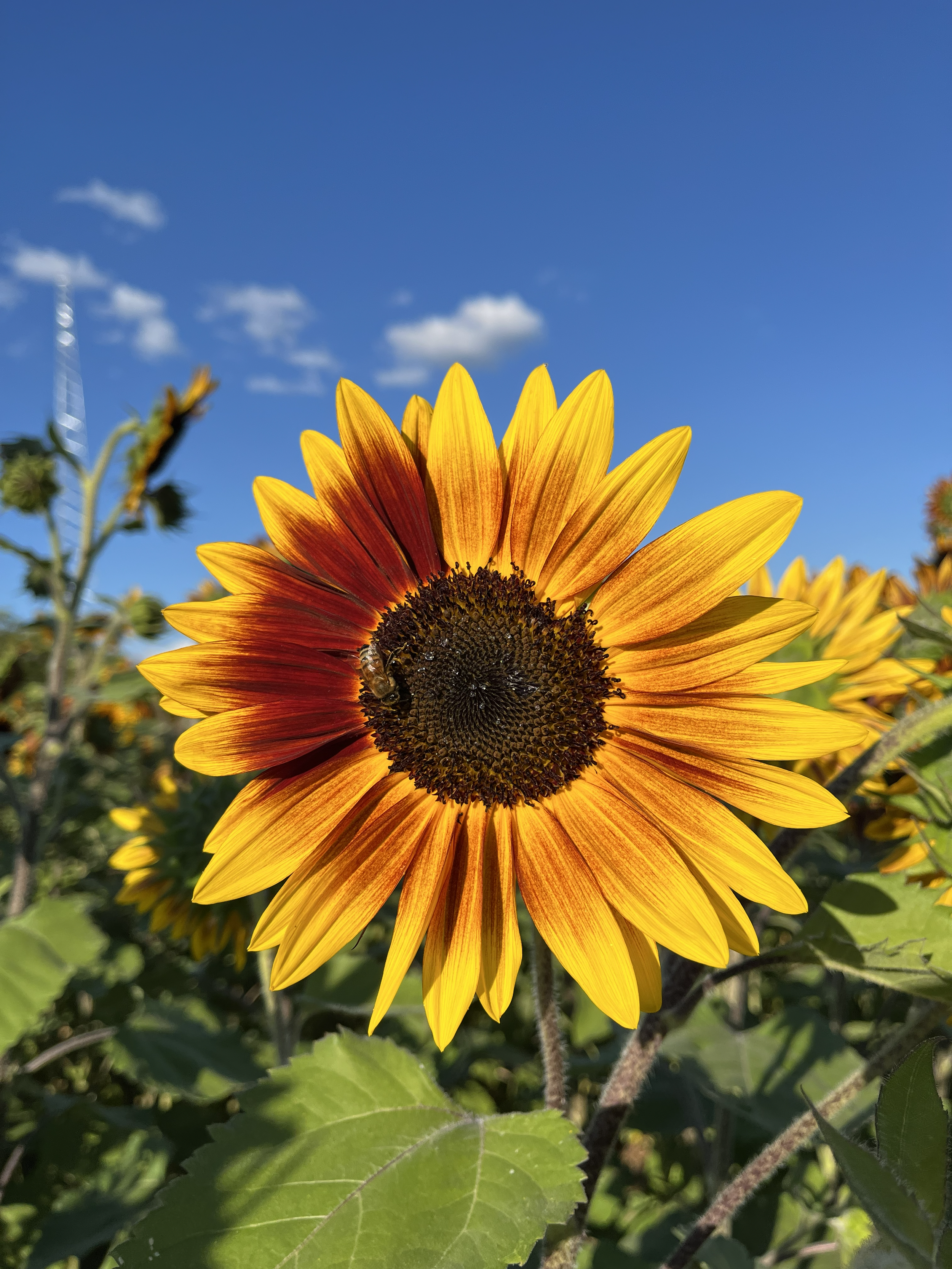 Close-up of a sunflower with yellow and red petals, a black central disk, and a bee on it, under a blue sky with scattered clouds.