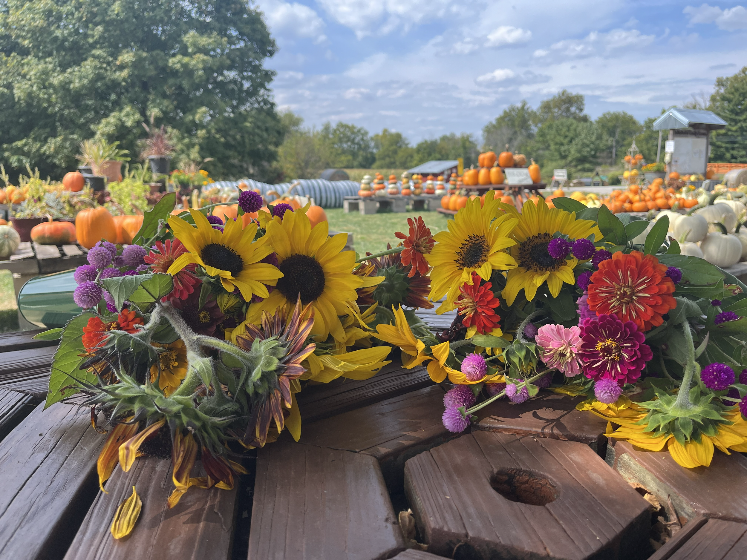 Colorful bouquets of sunflowers, purple, pink, orange, and red flowers rest on a wooden table at a pumpkin patch with pumpkins and gourds displayed in the background under a blue sky with clouds.