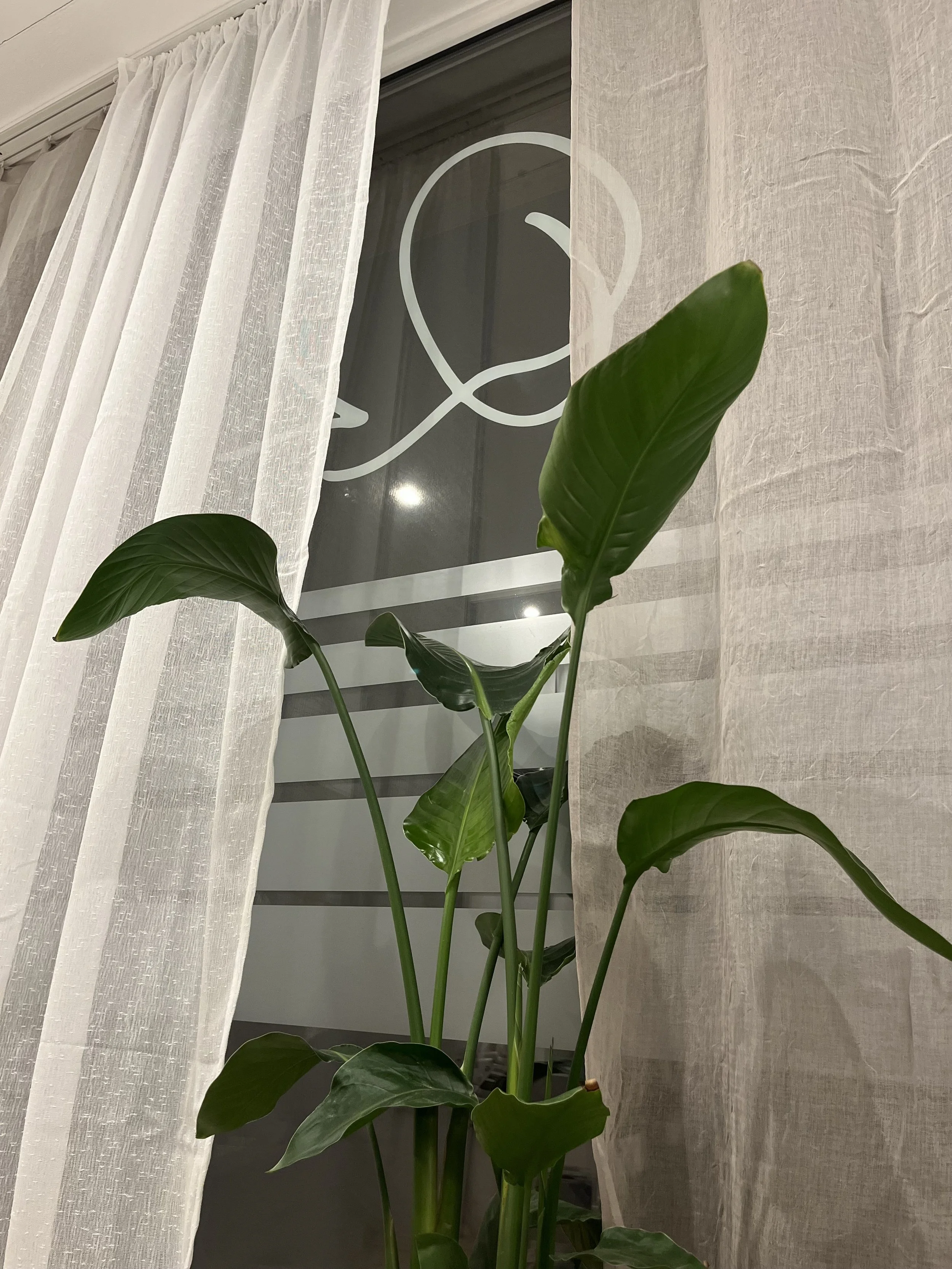 Zimmerpflanze vor einem Fenster mit weißen Vorhängen, Blick durch das Fenster nach draußen, bei Nacht Beleuchtung sichtbar.
