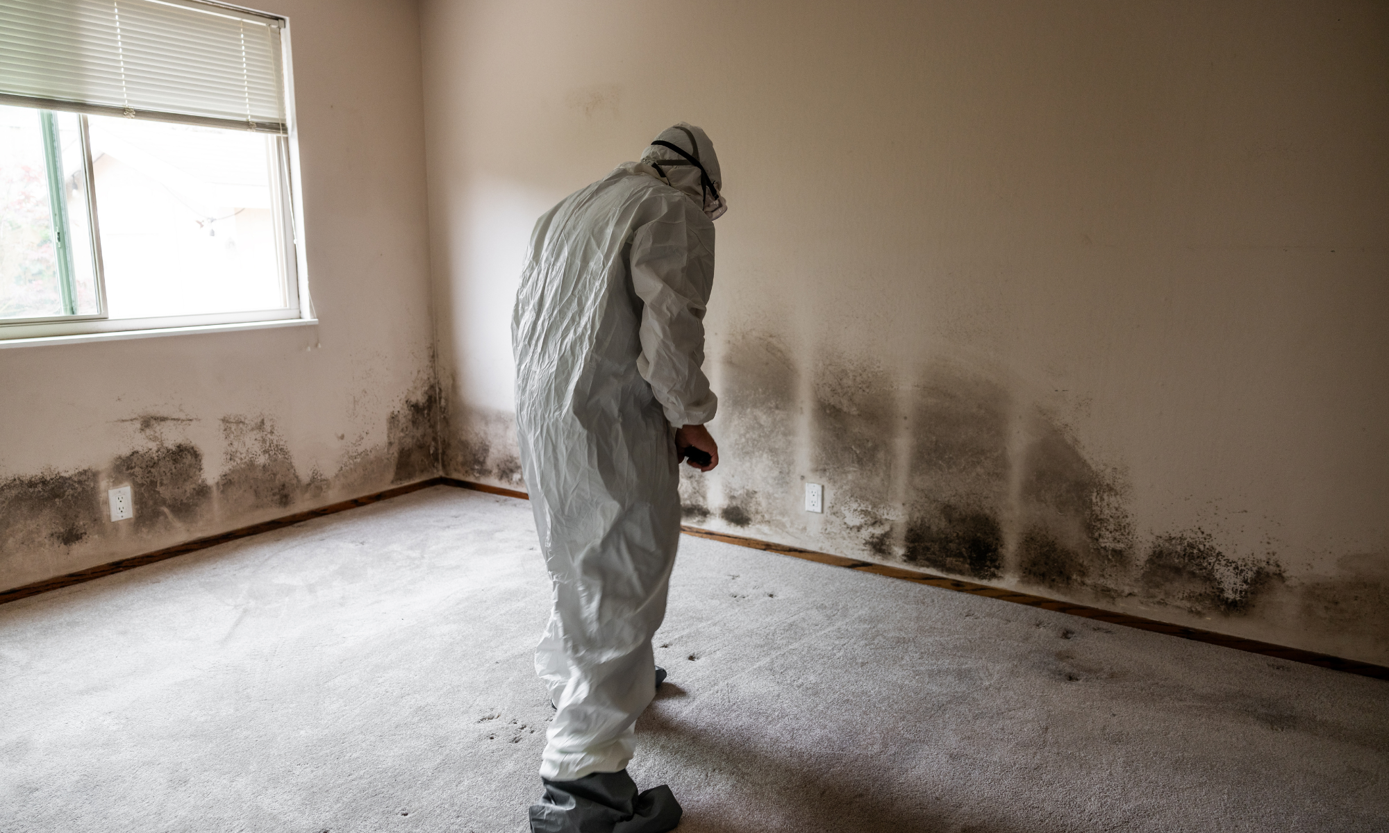A person in protective gear inspecting a moldy wall in a room with a window and beige carpet.