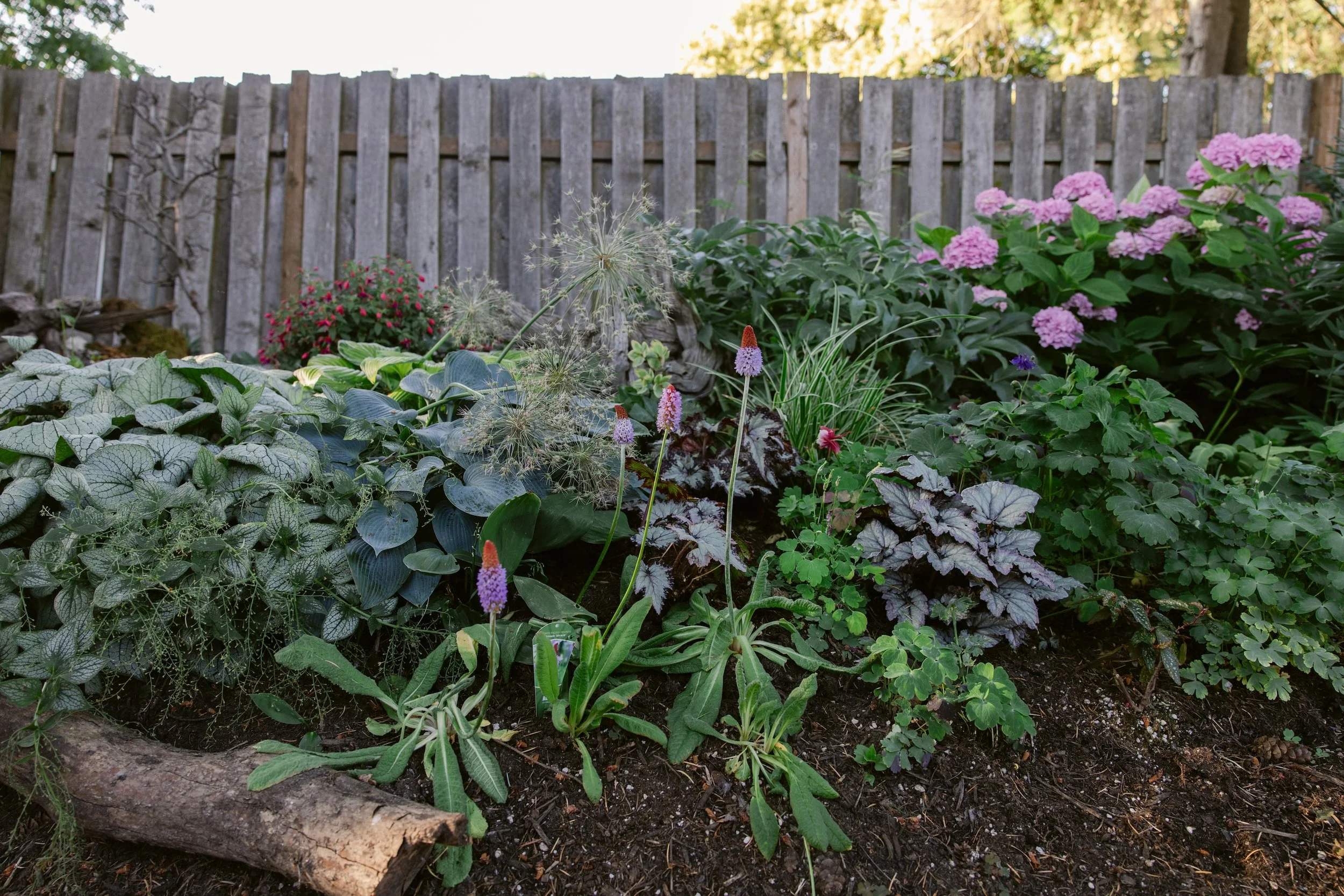 A garden bed with various green plants, pink and purple flowers, and a weathered wooden fence in the background.