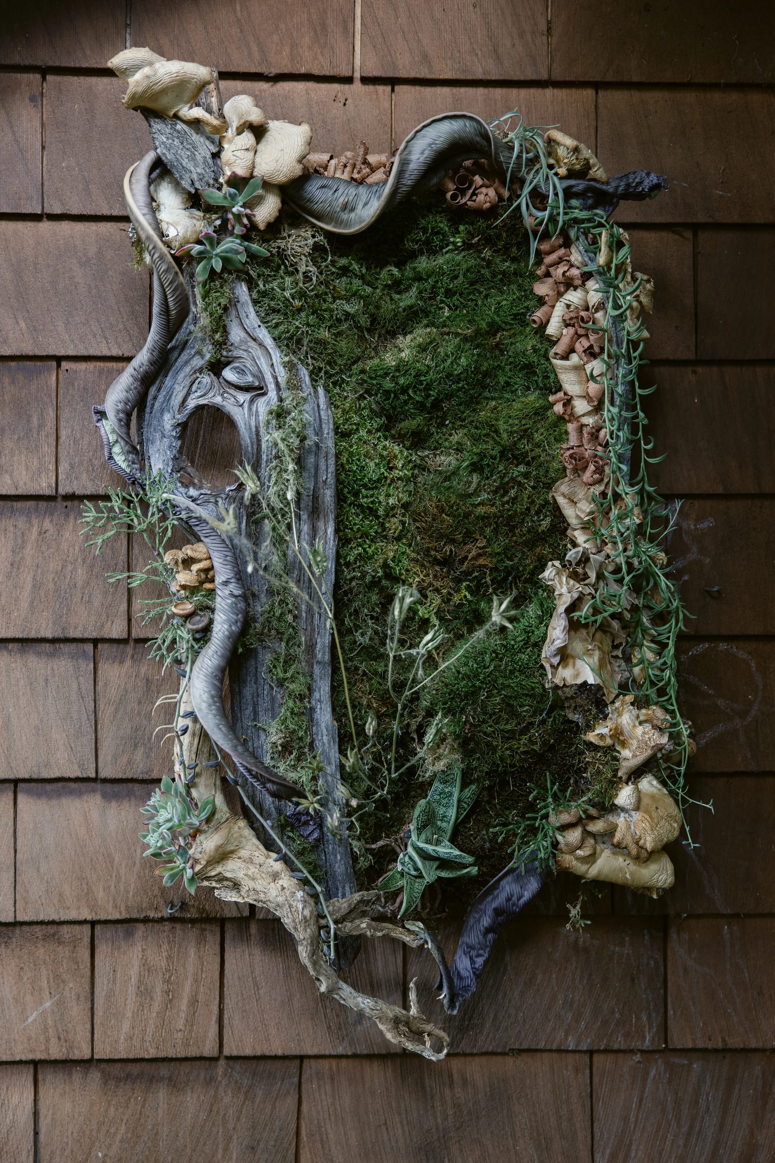 Woodland Frames : Saturday Feb 7, 2026 1-4pm