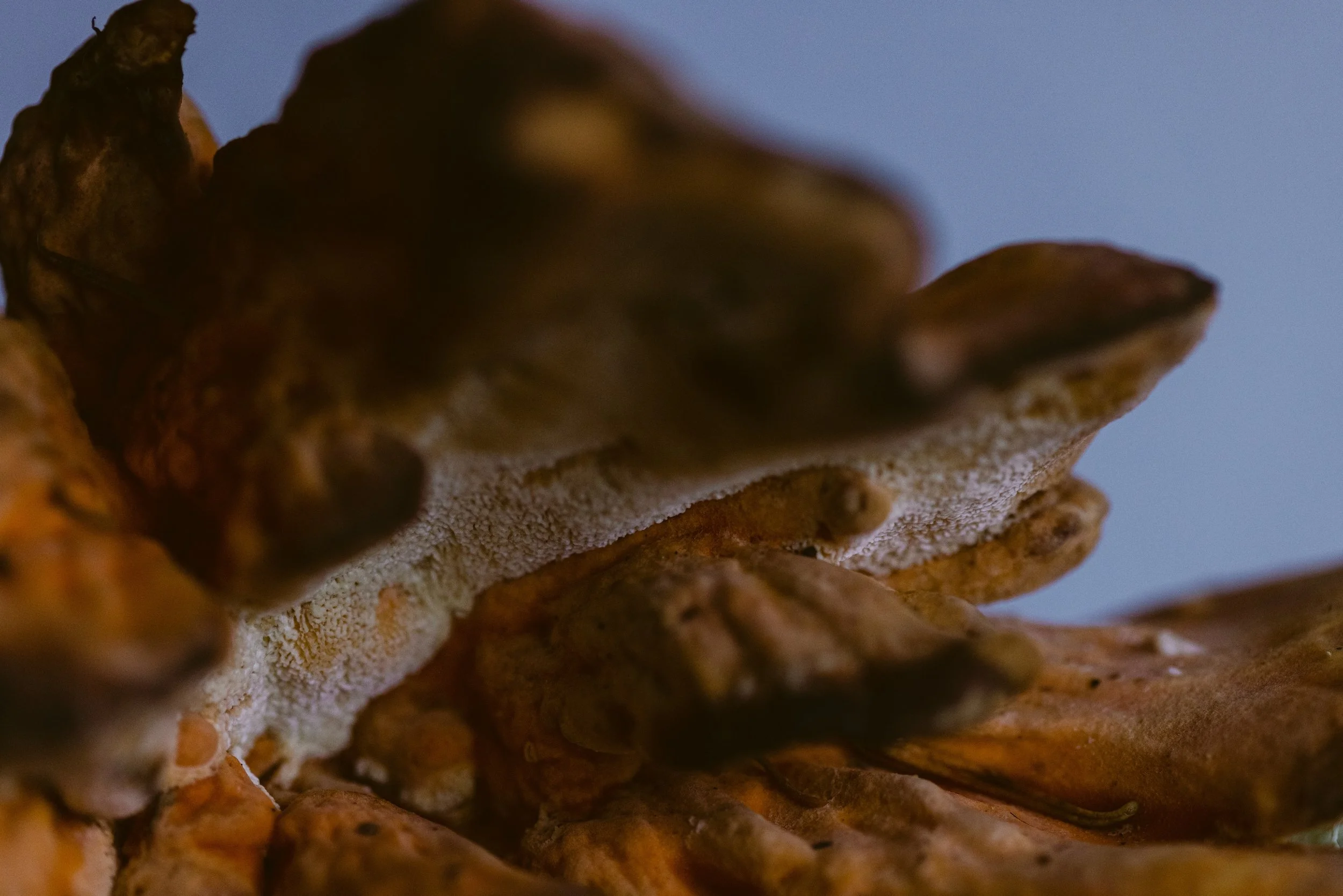 Close-up of a cluster of mushrooms showcasing their textured caps and gills.