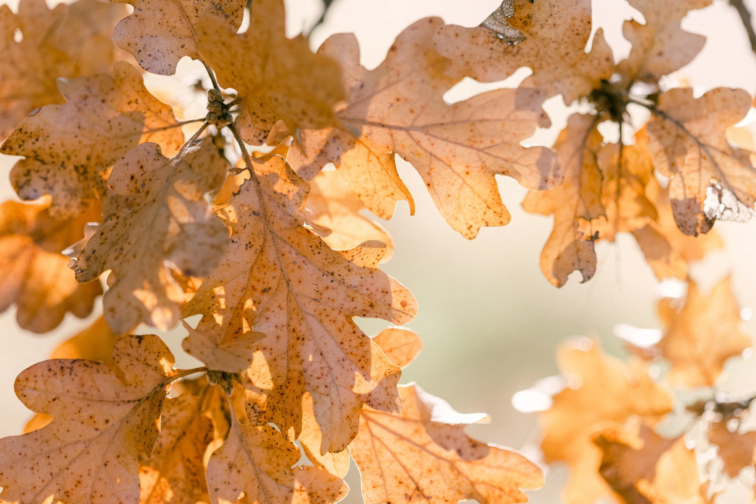 Close-up of orange and brown autumn oak leaves with some spots and sunlight shining through