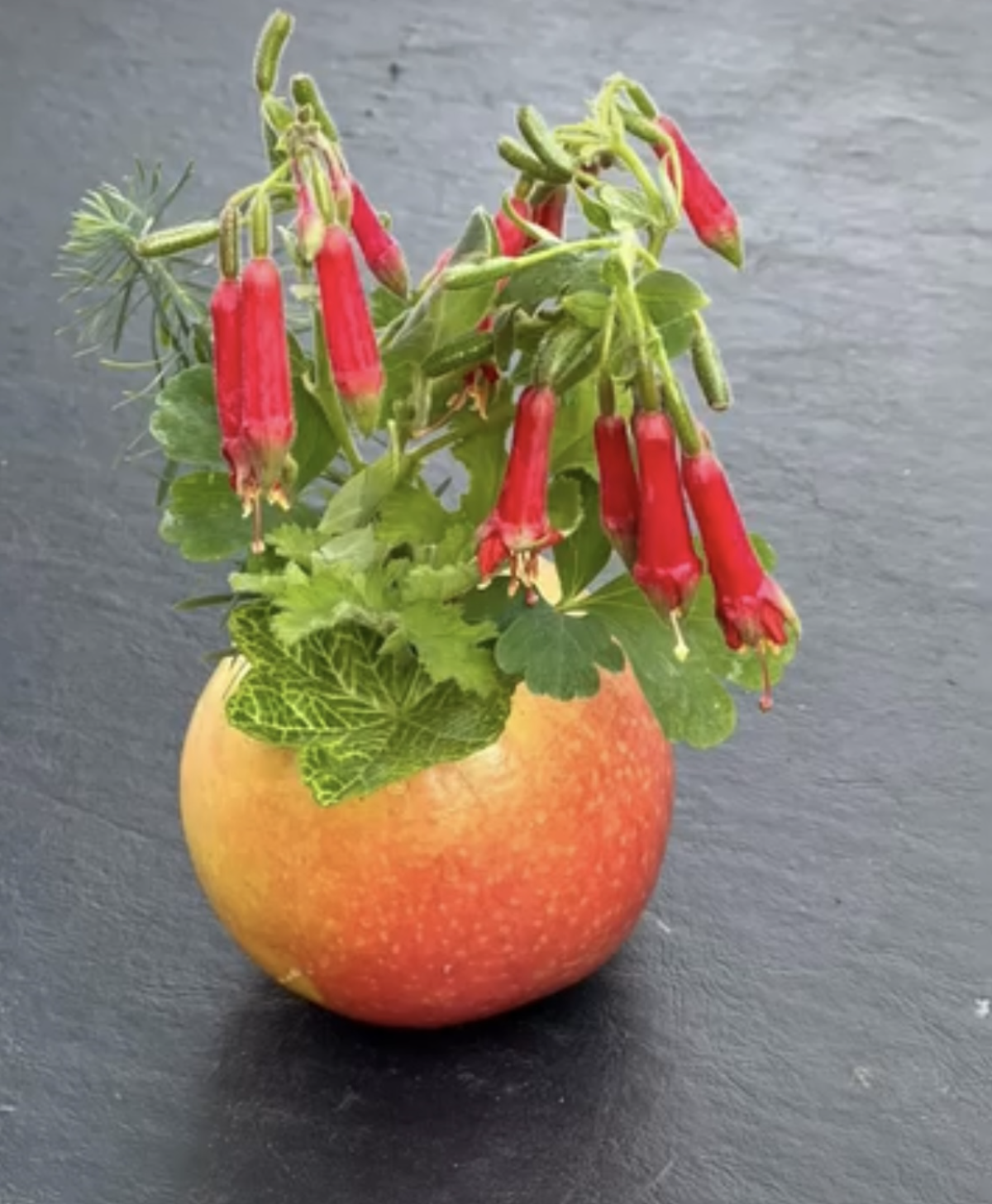 apple botanical design