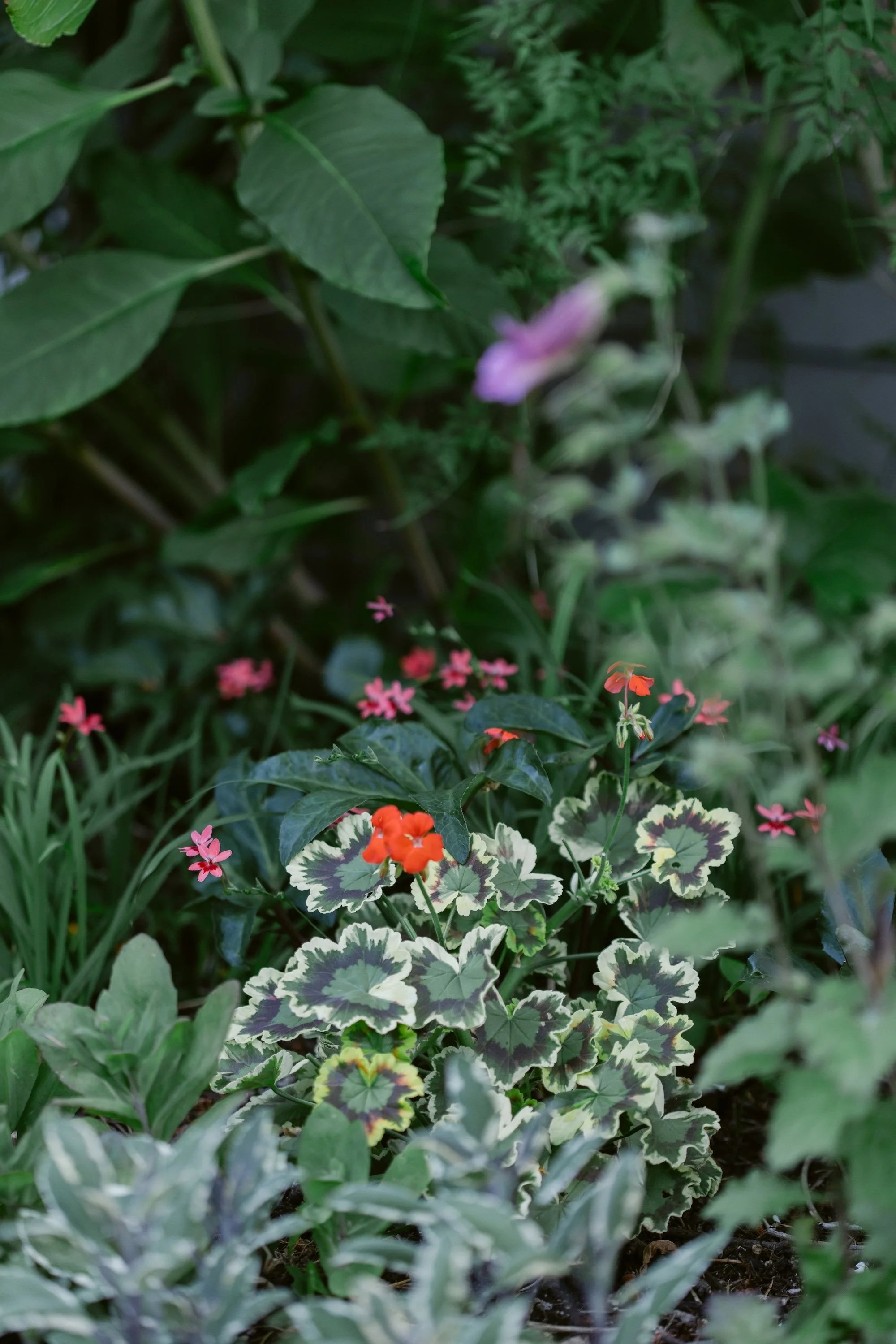 Colorful garden flowers including pink and orange blooms among variegated leaves, lush green foliage, and dense plantings.