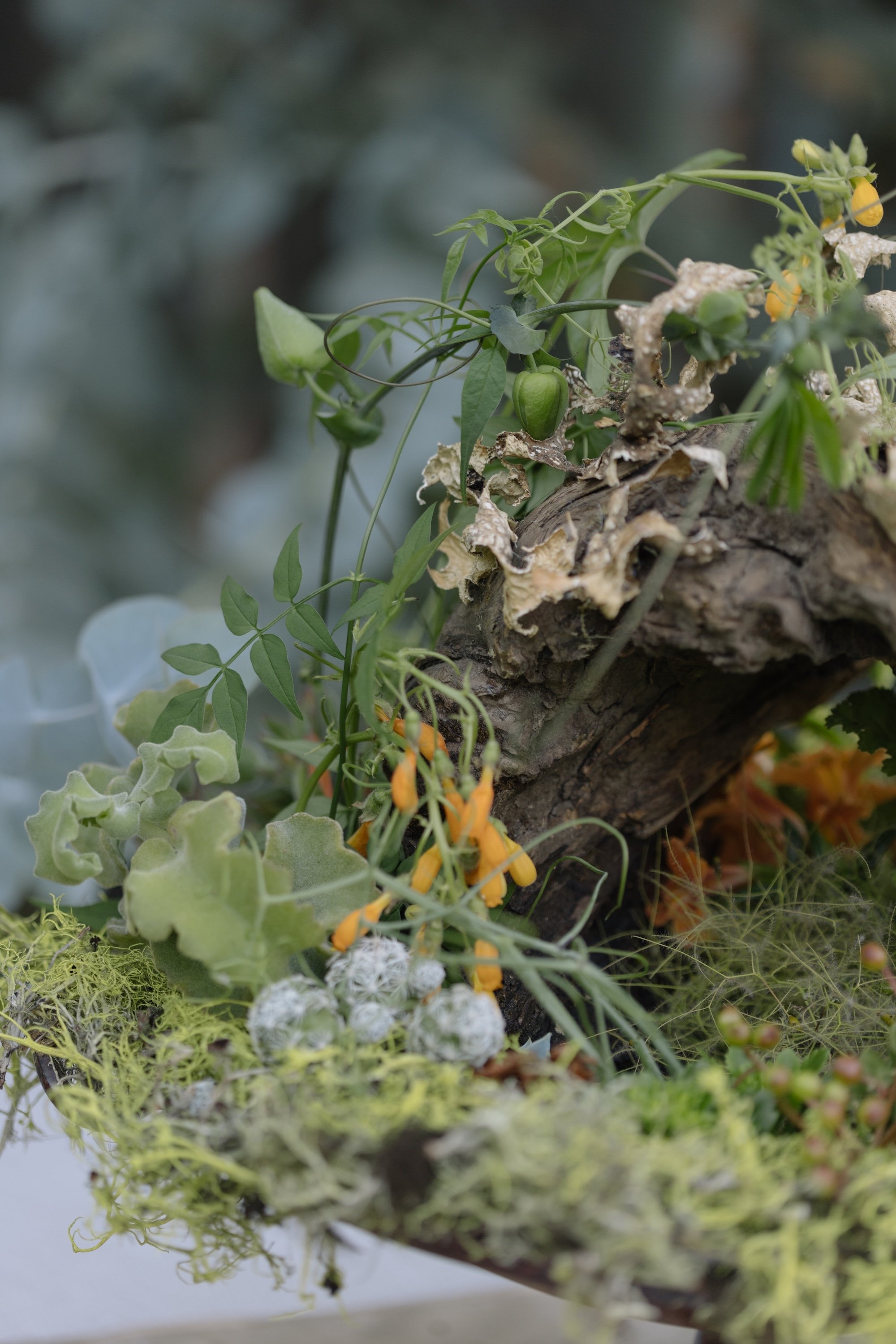 Francoise Weeks botanical design woodland design 23